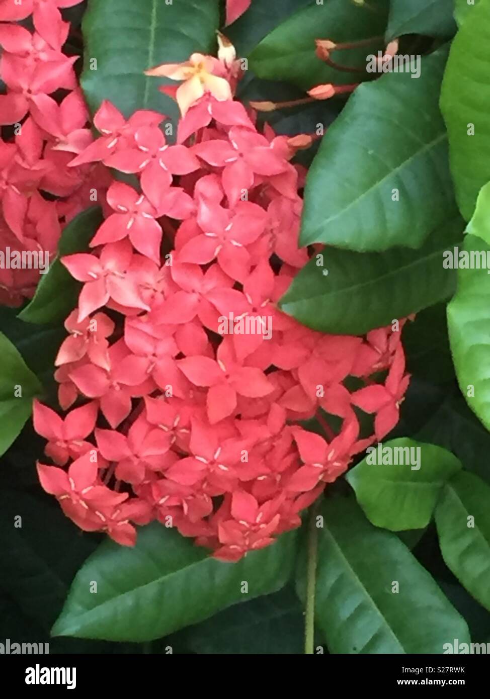 Ixora plant flowering fotografías e imágenes de alta resolución - Alamy