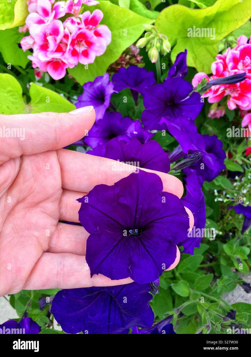 Flores de terciopelo morado fotografías e imágenes de alta resolución -  Alamy