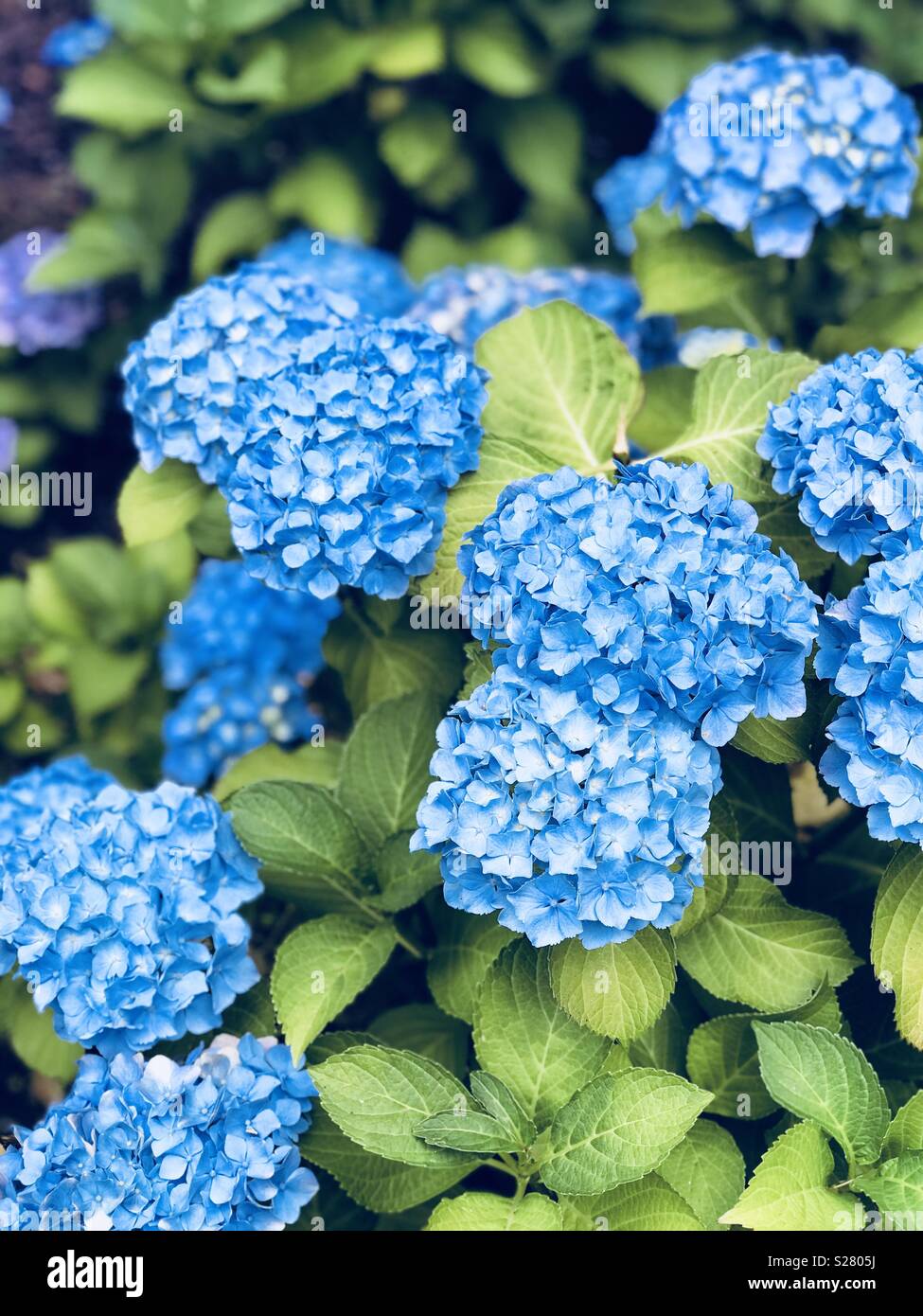 Flores de color azul Foto de stock