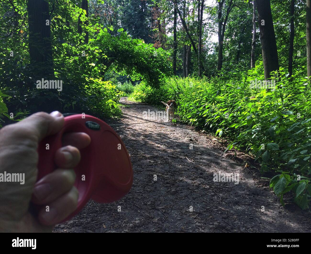 Caminar con una beagle en el bosque. Vista en perspectiva personal de mano sujetando la correa del perro. Foto de stock