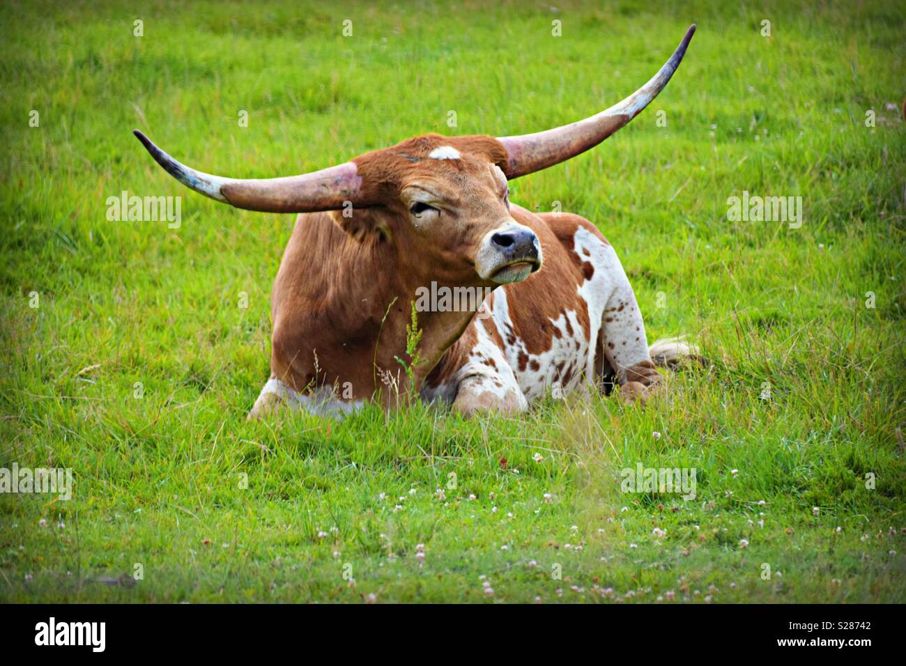 Momma Longhorn Steer Foto de stock