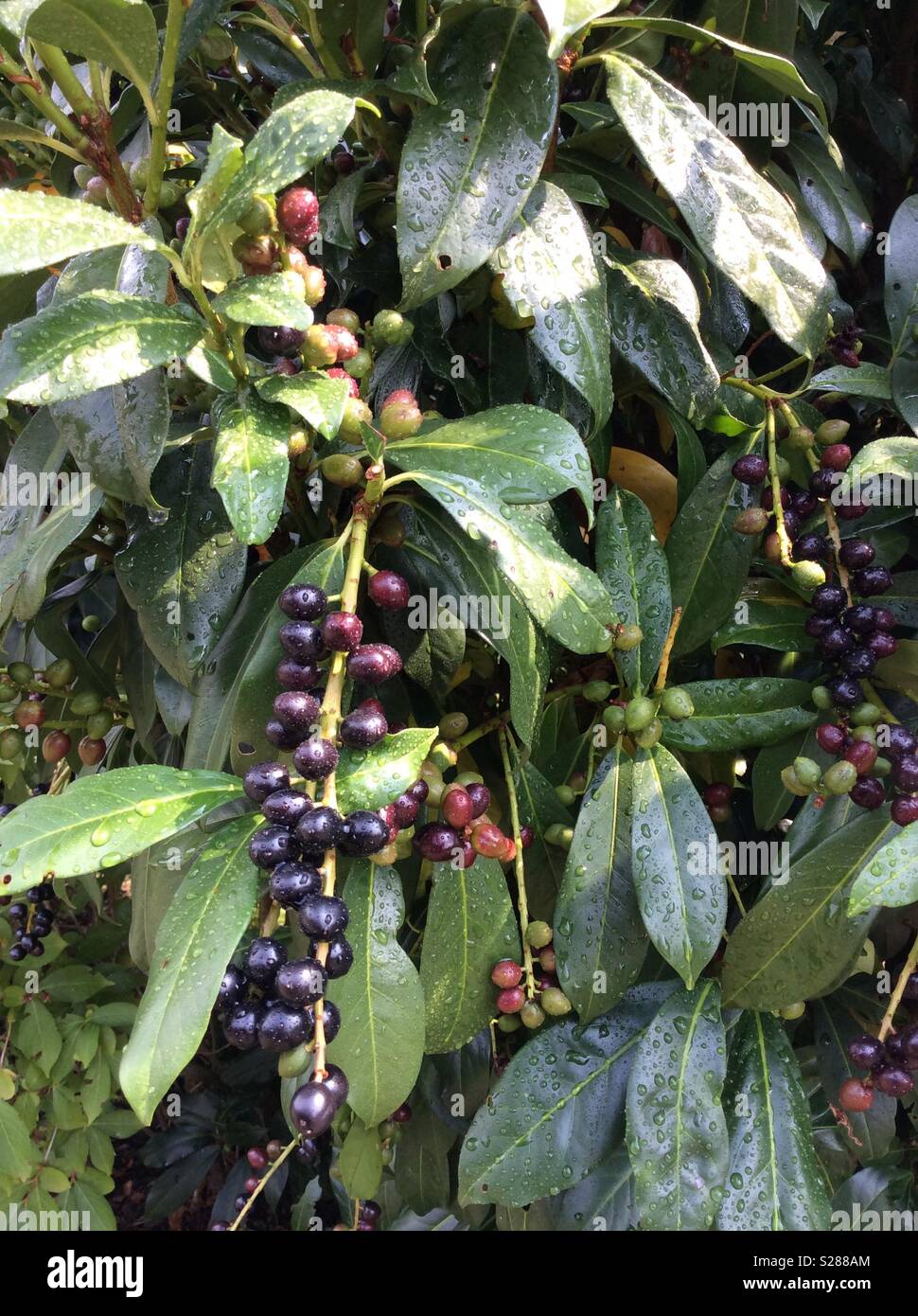 Envenenados frutos de un arbusto de laurel cerezo (prunus laurocerasus) en verano Foto de stock