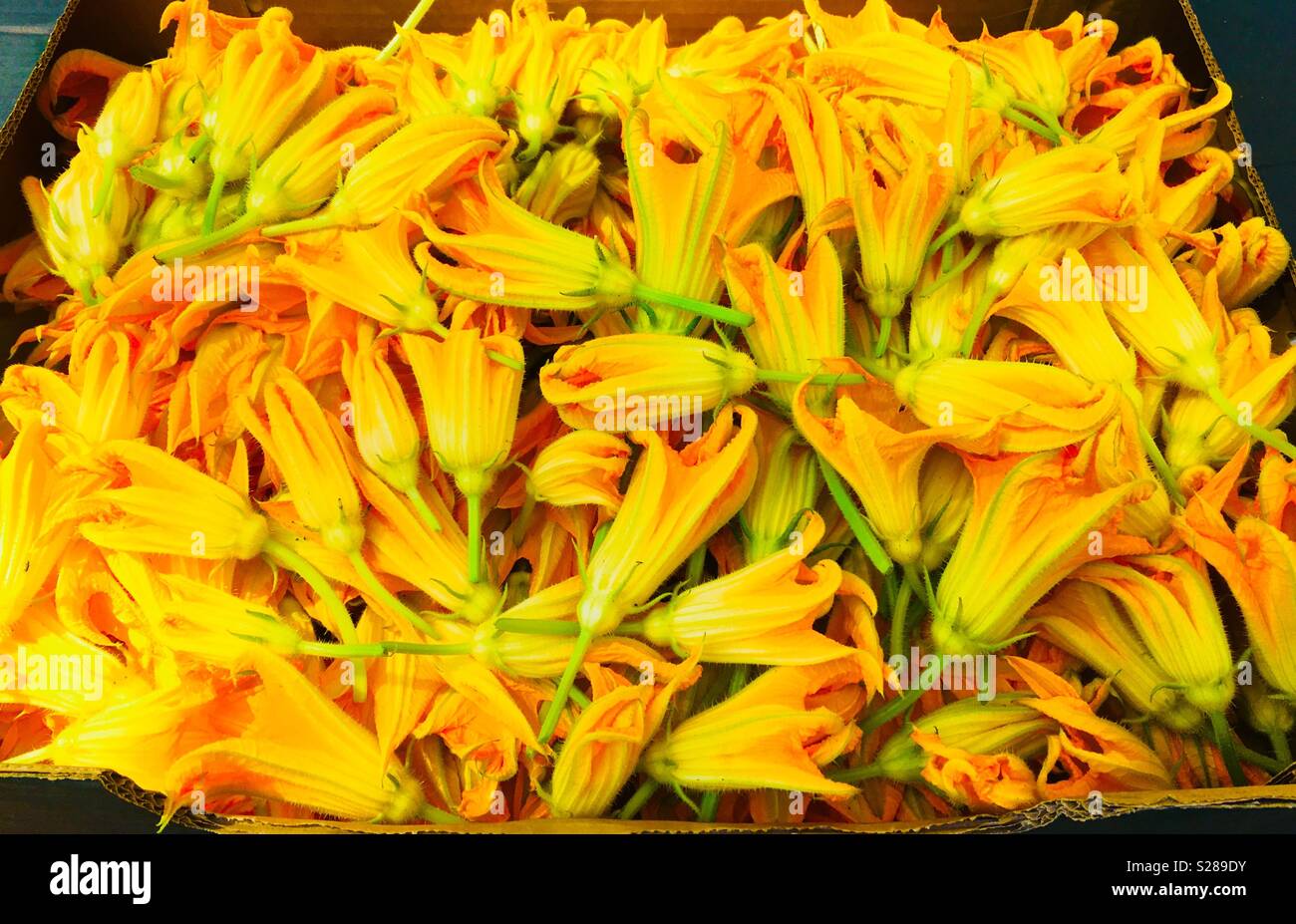 Flores de calabacín vendido al colorido mercado en Dubrovnik. Foto de stock