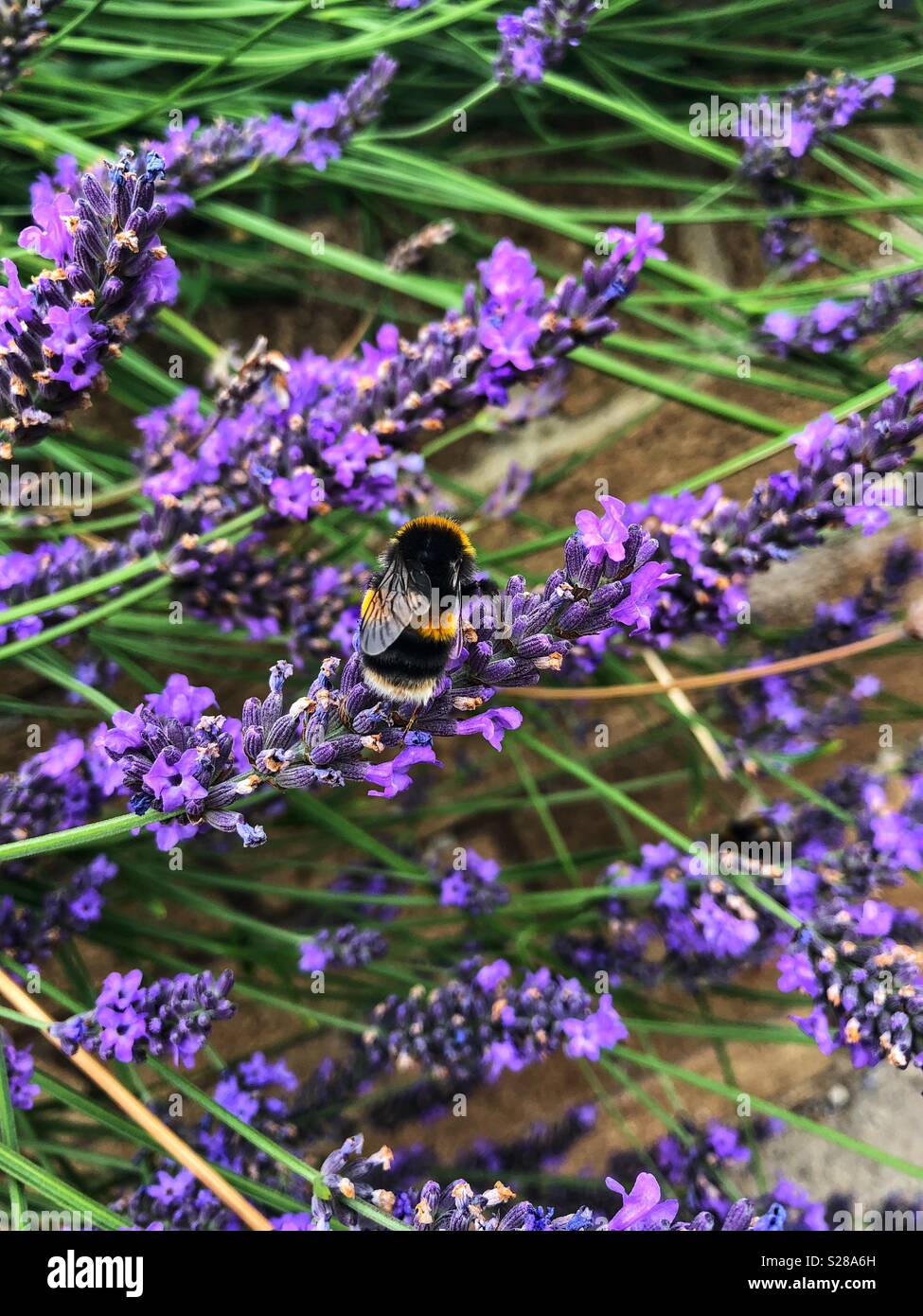 Bee, recogiendo el néctar de las flores de lavanda Foto de stock