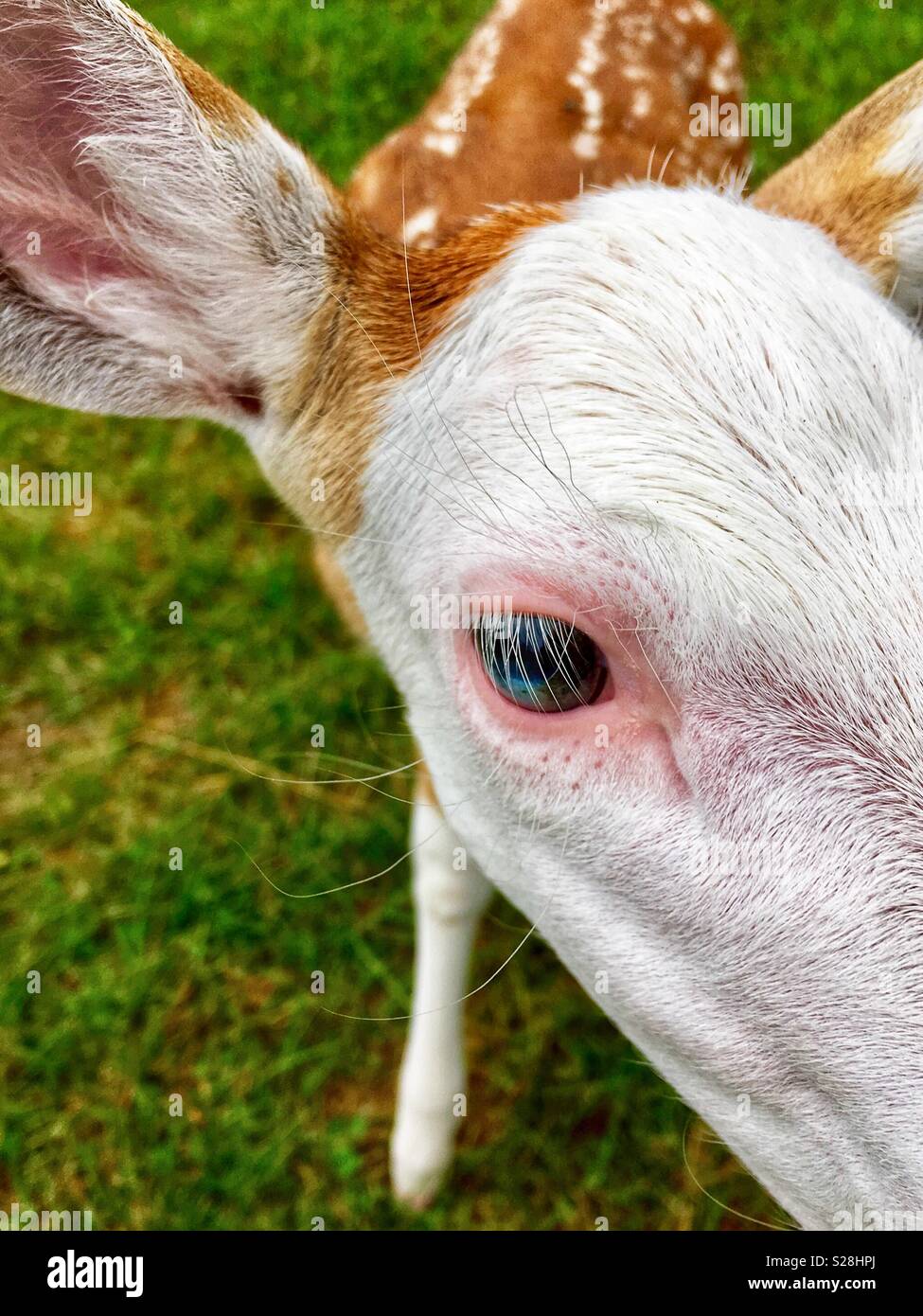 Piebald ciervos cervatillo blue eye closeup Foto de stock