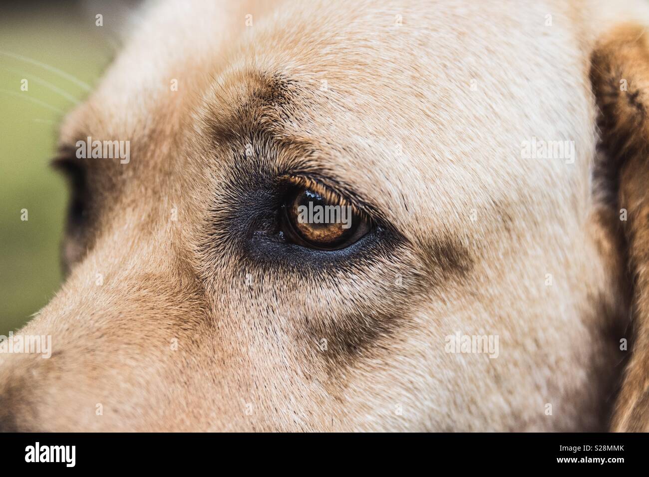 pueden los labradores amarillos tener ojos azules