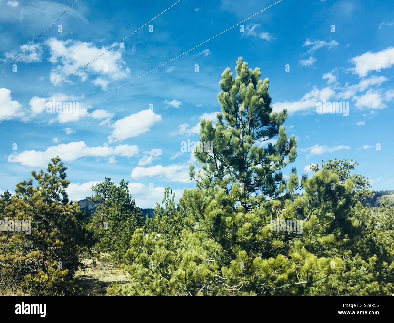 Árboles de hoja perenne en Estes Park, Colorado Foto de stock