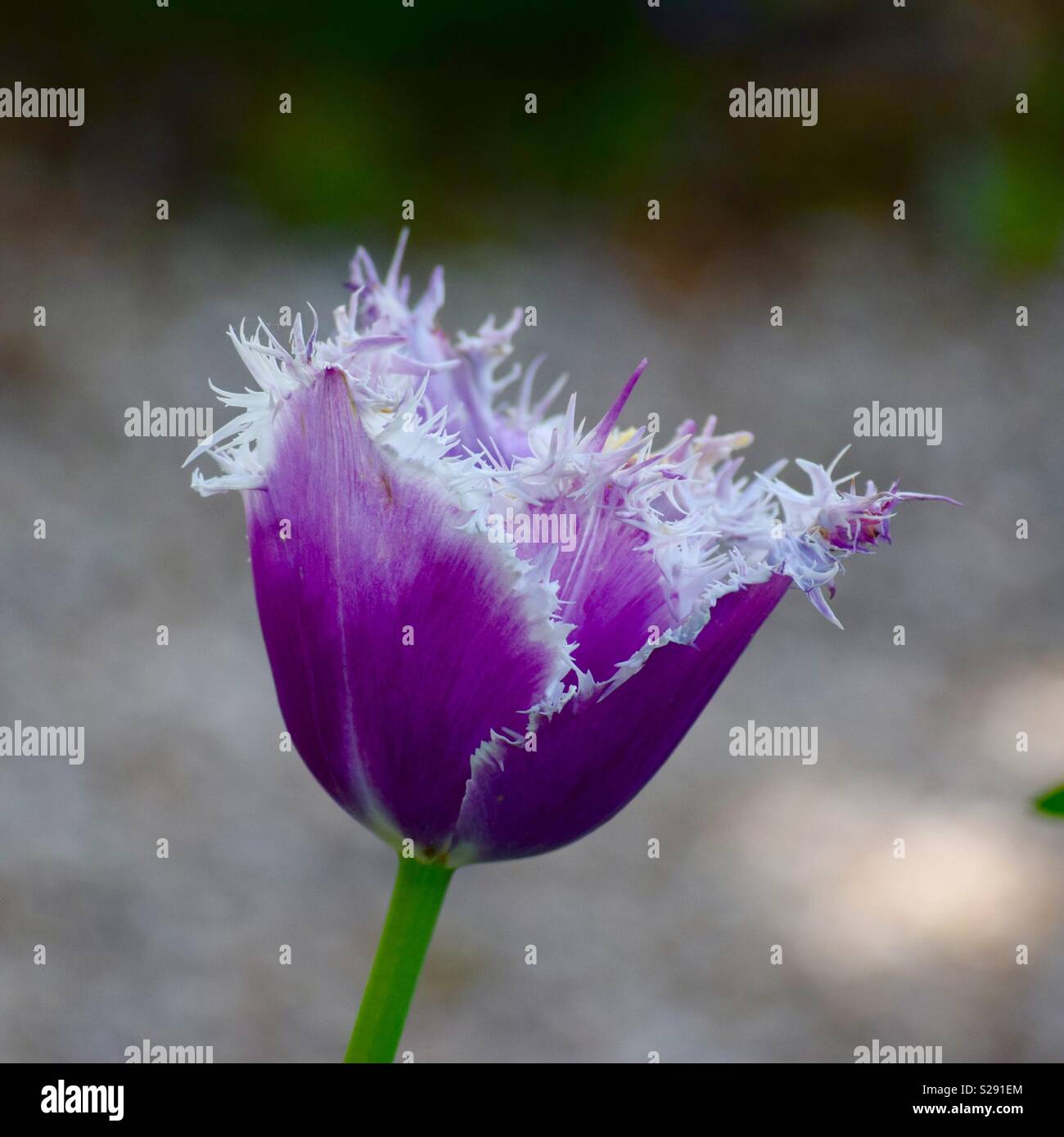 Tulipán morado Foto de stock