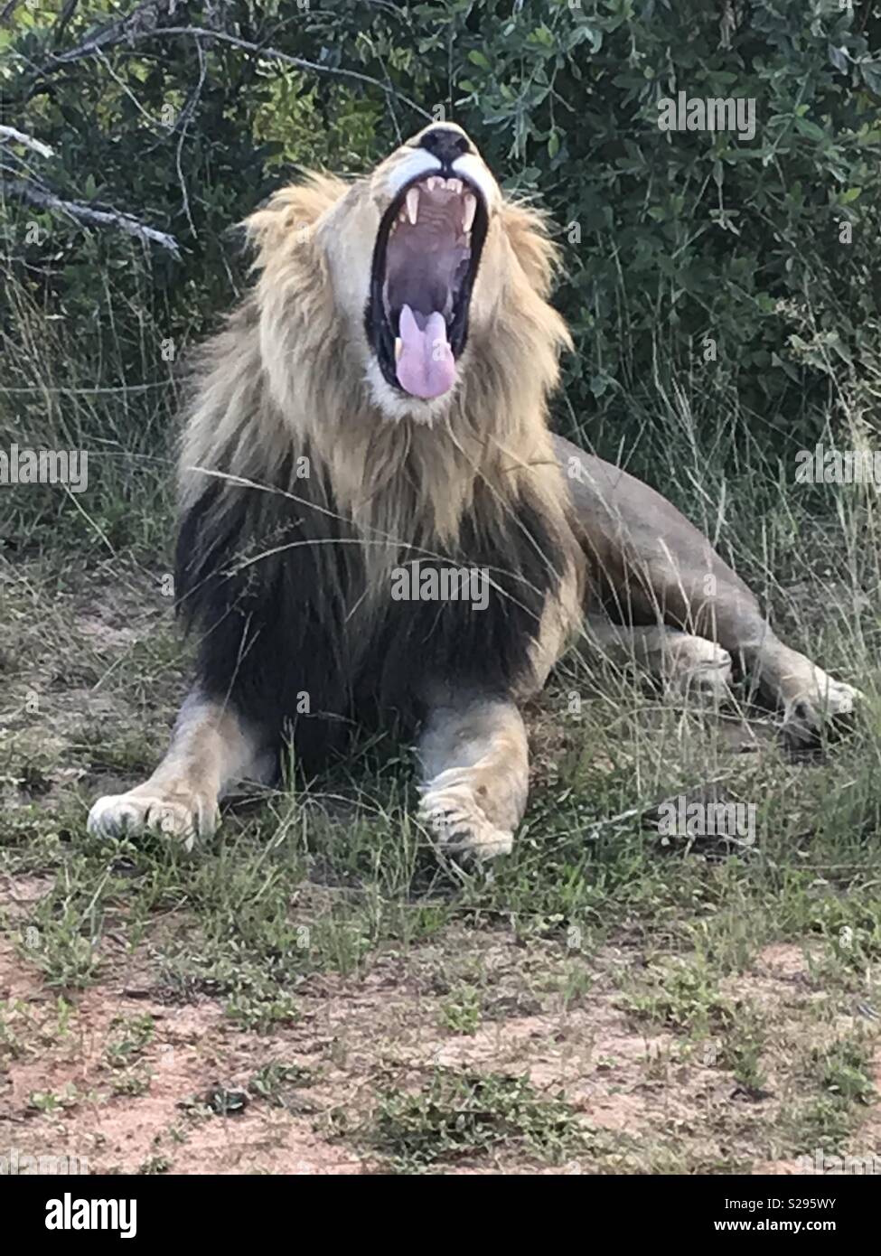 León rugiente Sudáfrica Safari Foto de stock