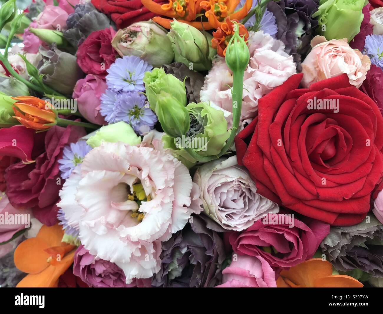 Brillantes colores felices de flores fotografías e imágenes de alta resolución - Alamy Brillantes colores felices de flores fotografías e imágenes de alta resolución - Alamy
