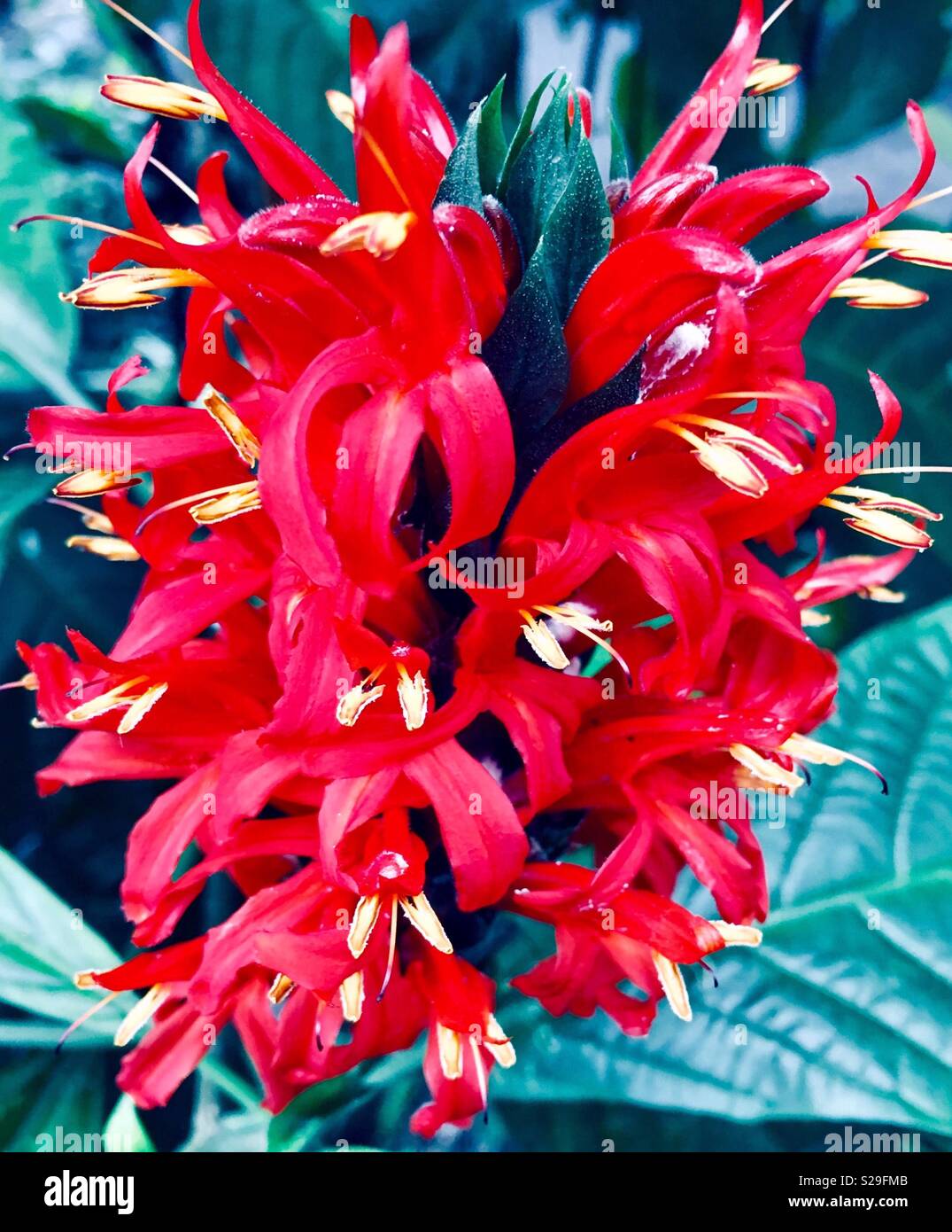 Tallo de flores pequeñas de color rojo brillante con hojas verdes en segundo plano. Foto de stock