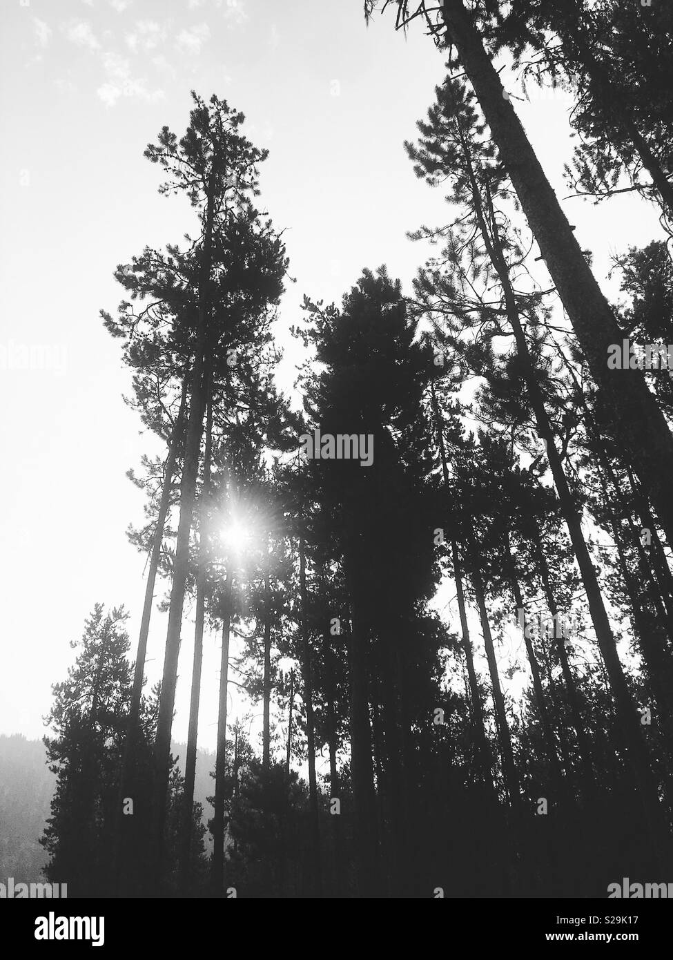 Blanco Y Negro Paisaje De Arboles De Pino Pino Lodgepole Alcanzar El Cielo Con La Luz Del Sol A Traves De Mirar Las Ramas De Los Arboles Fotografia De Stock Alamy