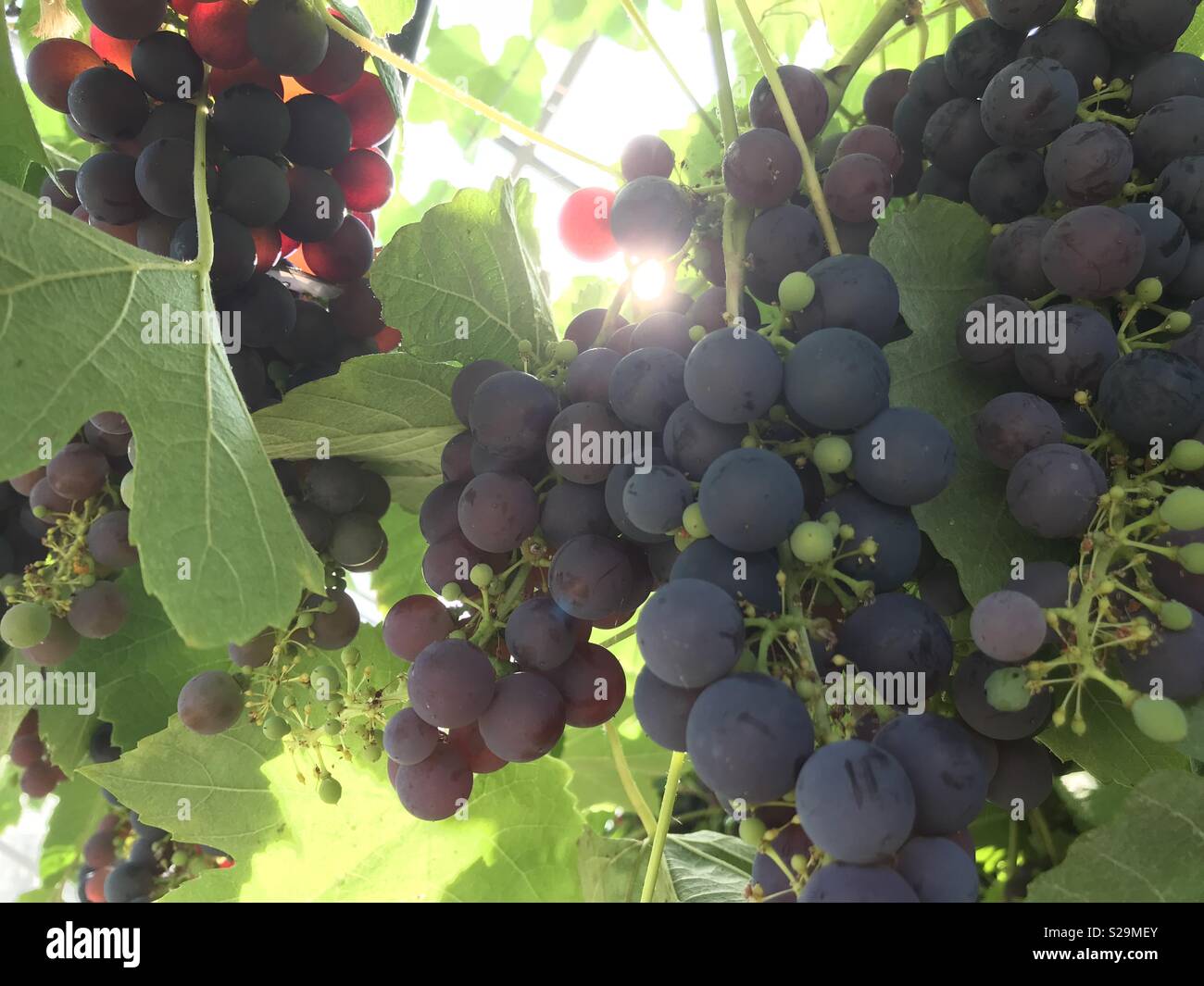 El sol brillaba a través de racimos de uvas en un invernadero Foto de stock