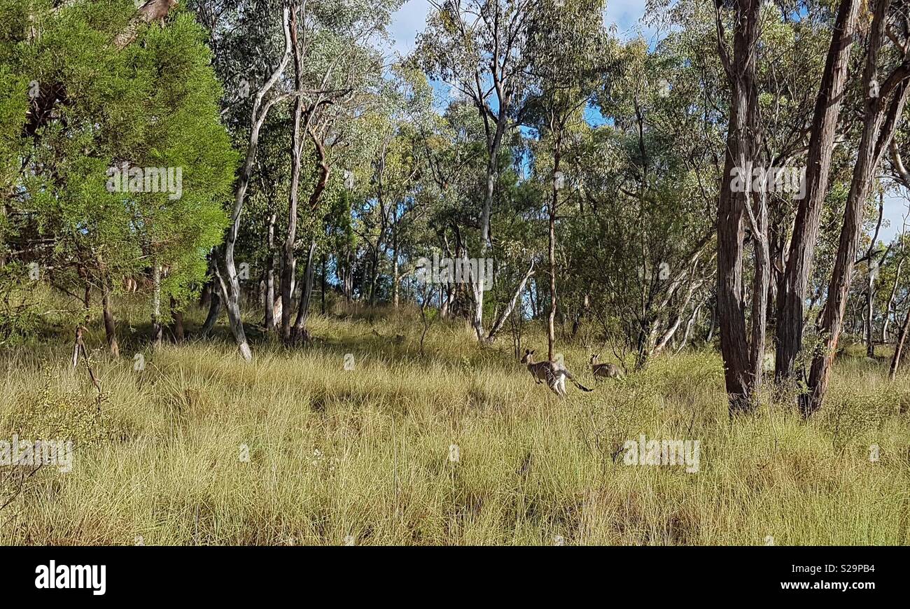 Canguros saltando a través de la Australian Bush. Foto de stock