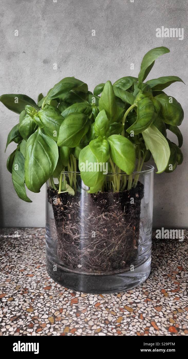Albahaca en una maceta Foto de stock