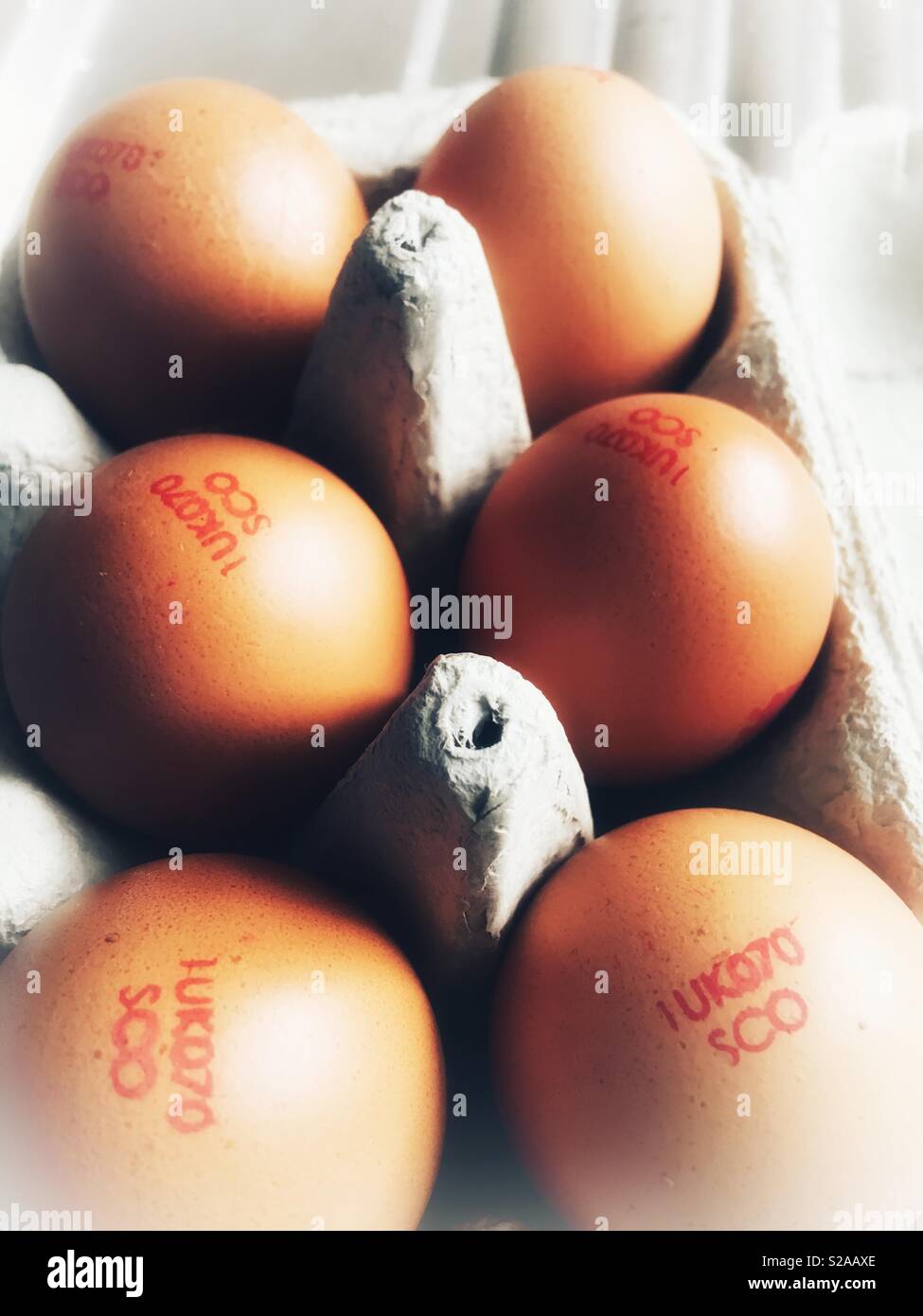 Seis gallinas marrón huevos en una caja de huevo Foto de stock