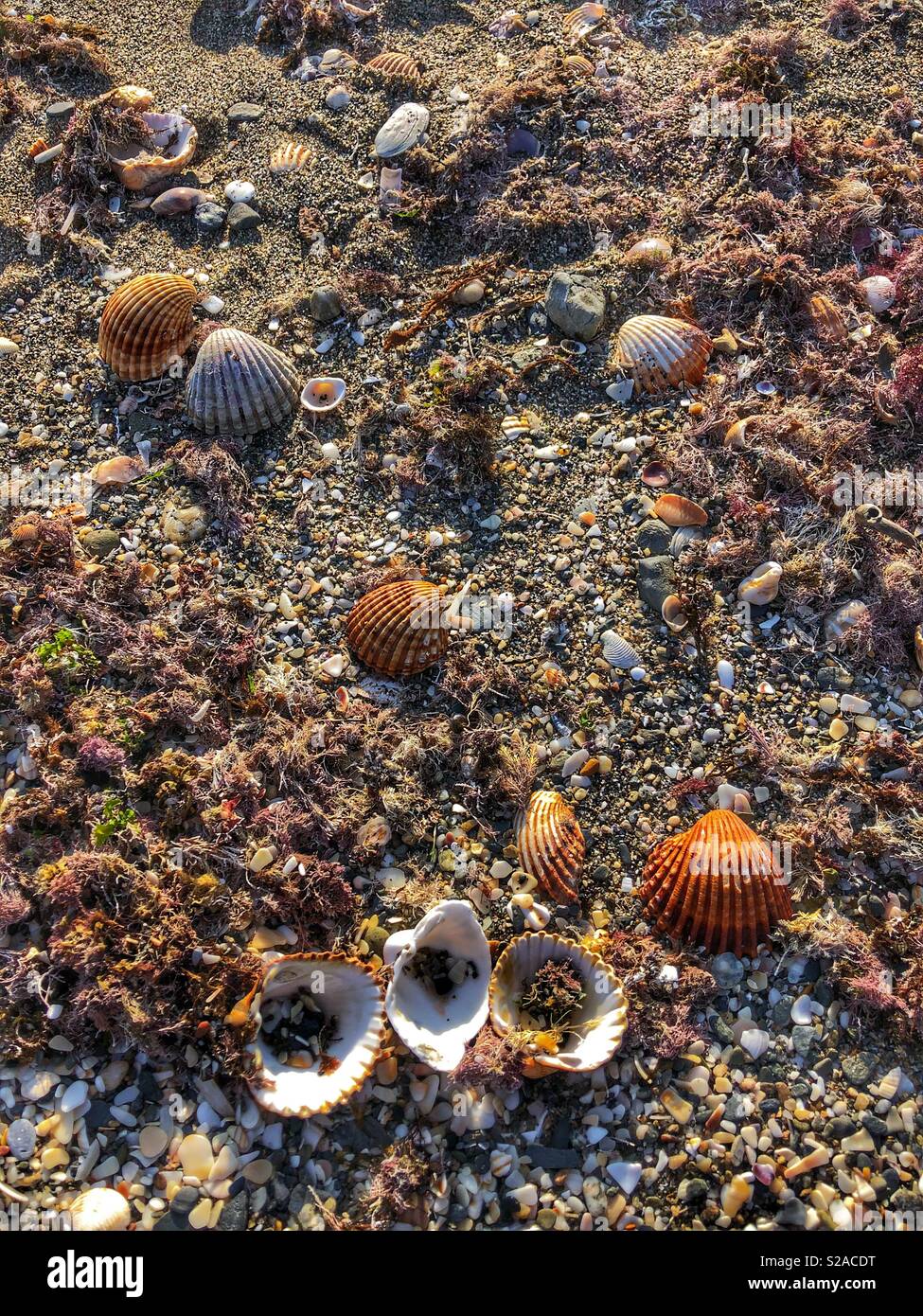 Conchas en la playa. Foto de stock
