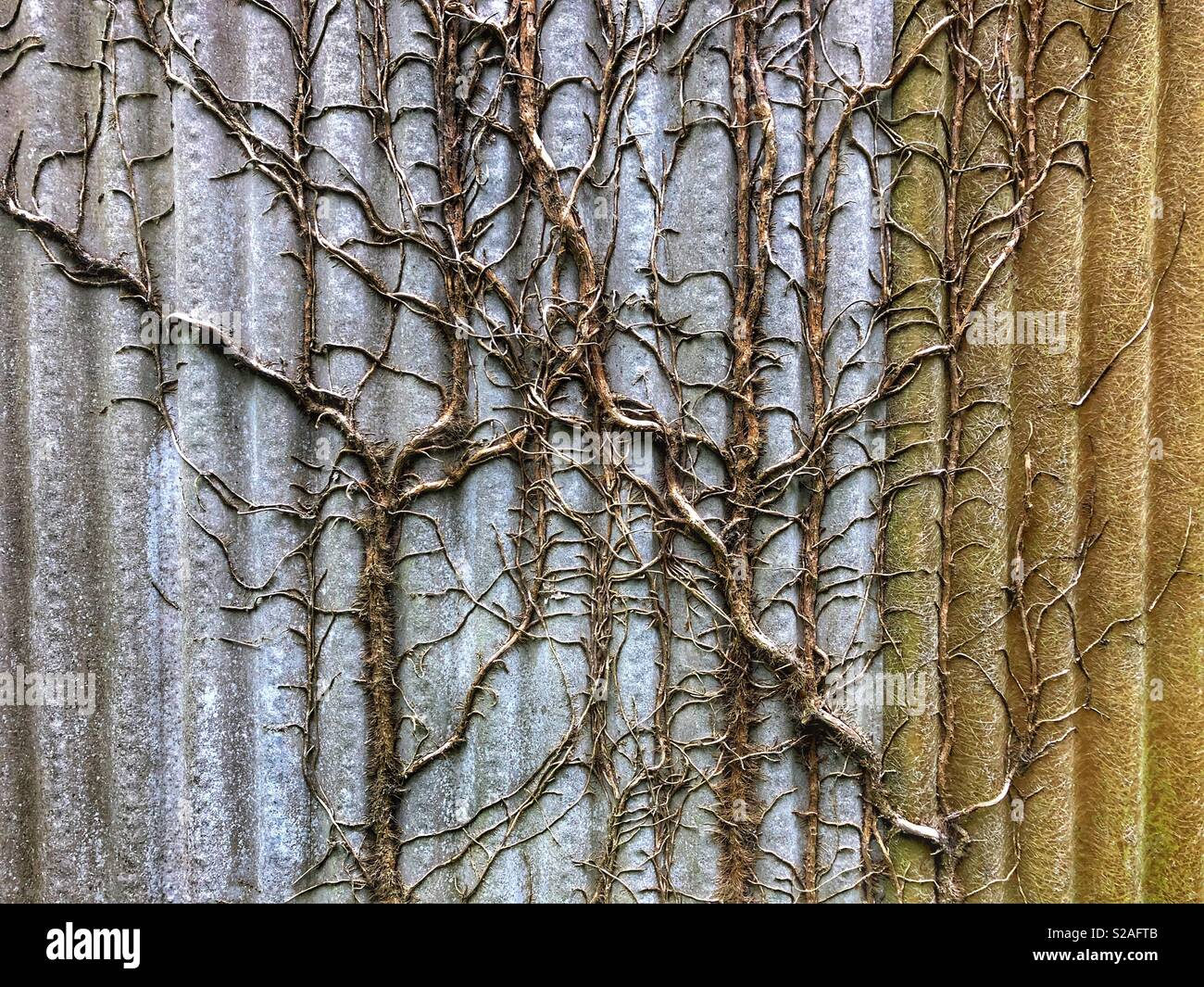 Old ivy tallos crecen más de un cobertizo corrugado. Foto de stock