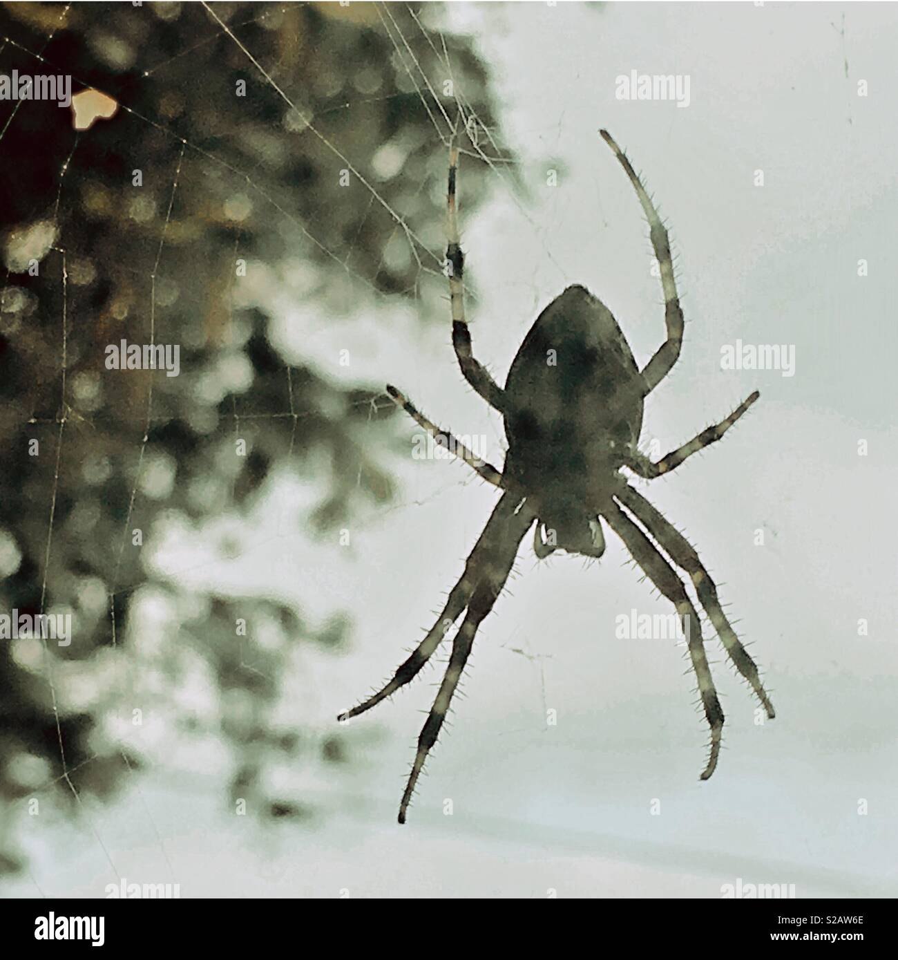 Araña en una web Foto de stock