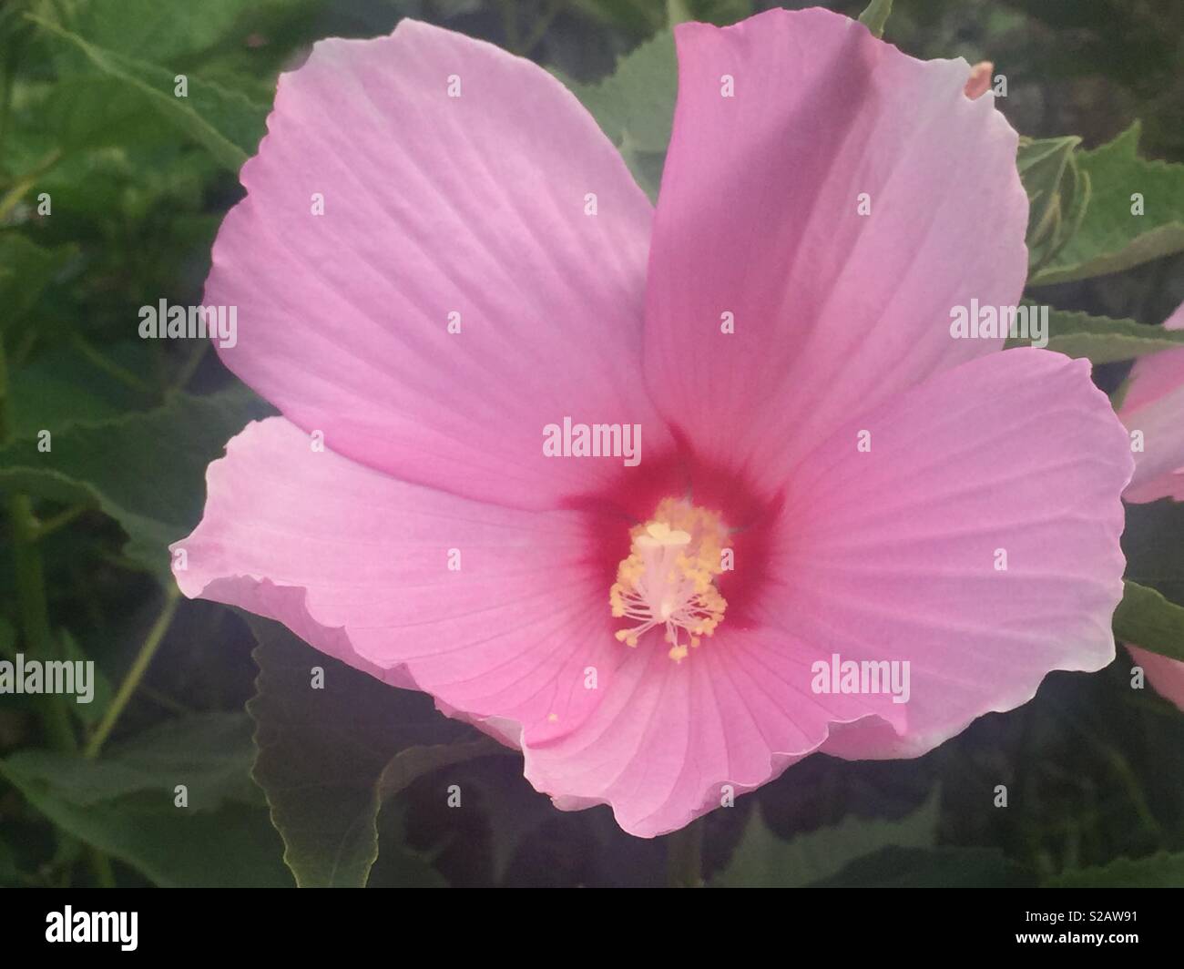 La cabeza de la flor rosa con abundantes estambres. Foto de stock