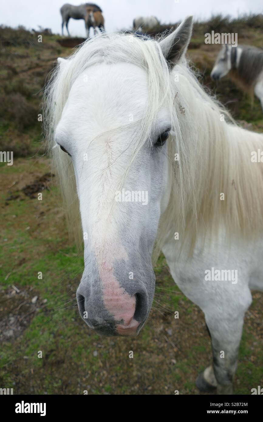 Wild Welsh ponis en el largo Mynd Shropshire Foto de stock
