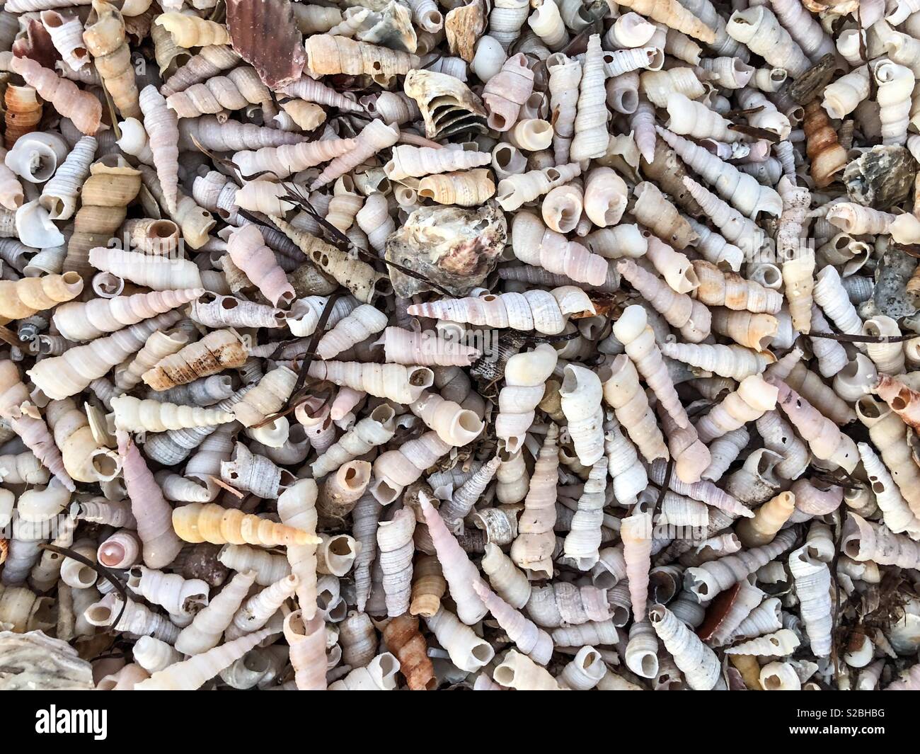 Las conchas de caracoles marinos en Santa Katarina shell dune en Eslovenia Foto de stock