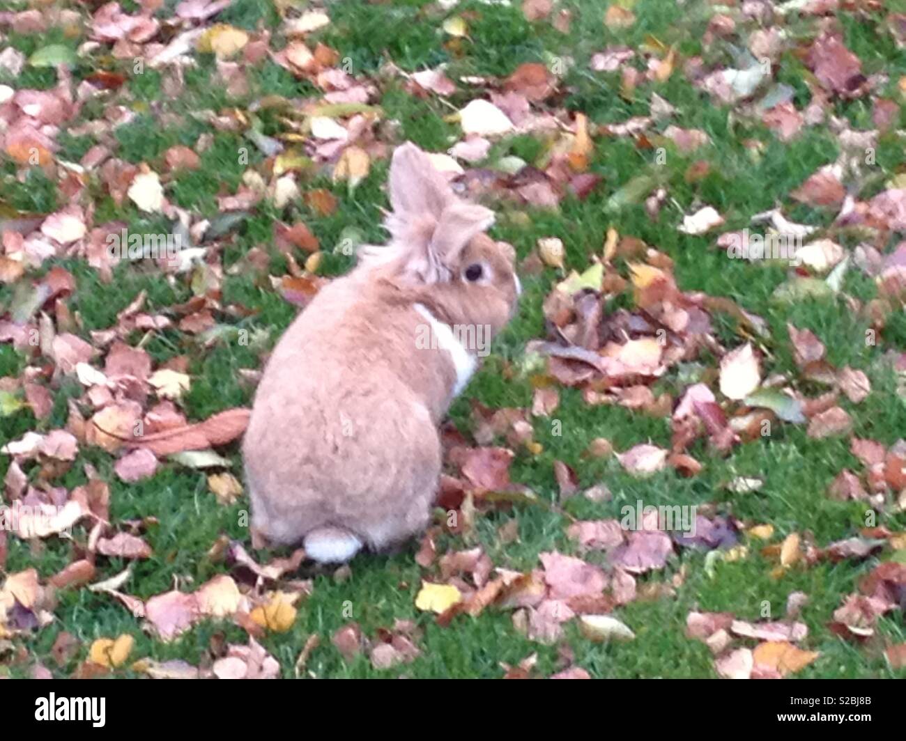 Bunny en la naturaleza salvaje en otoño Foto de stock