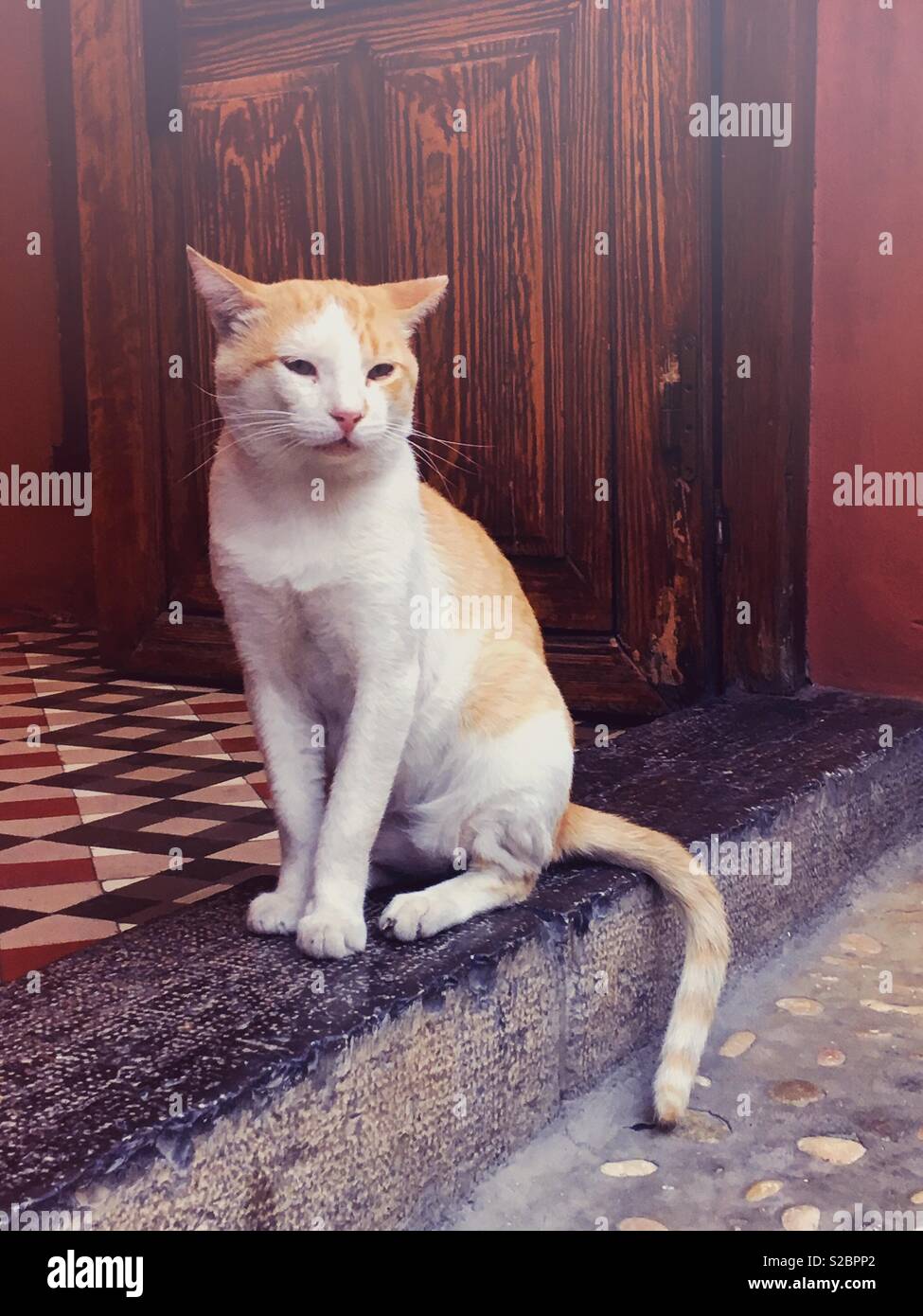 Street cat in spain fotografías e imágenes de alta resolución - Alamy