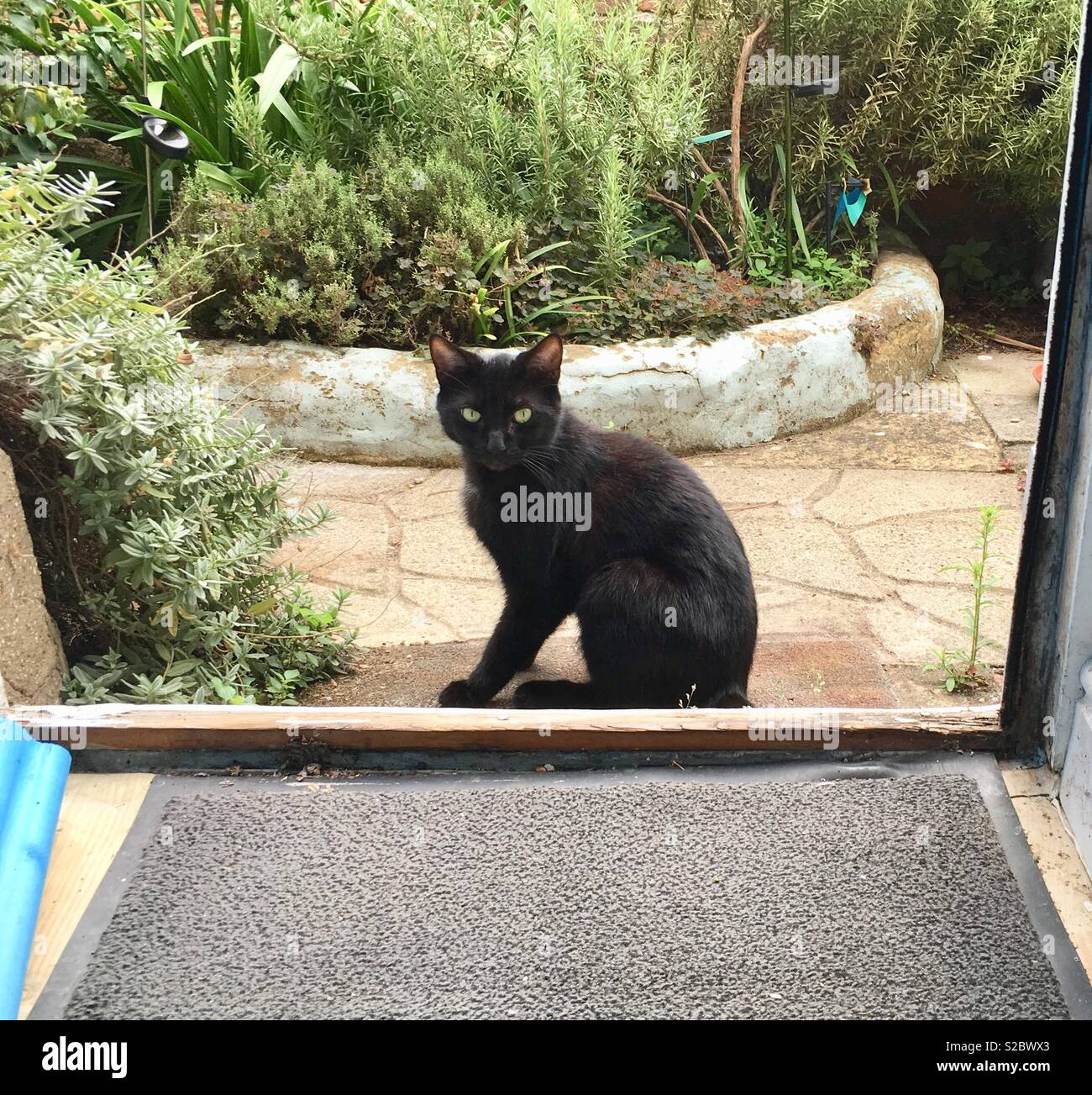 El gato se sentó en la puerta mat - black shorthair cat. Foto de stock