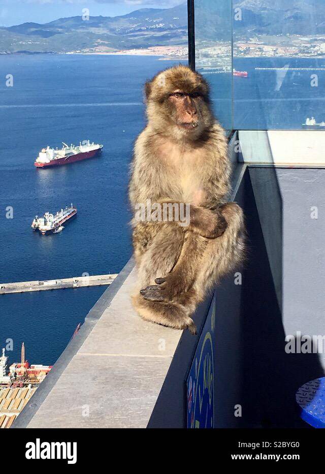 El macaco de Gibraltar Foto de stock