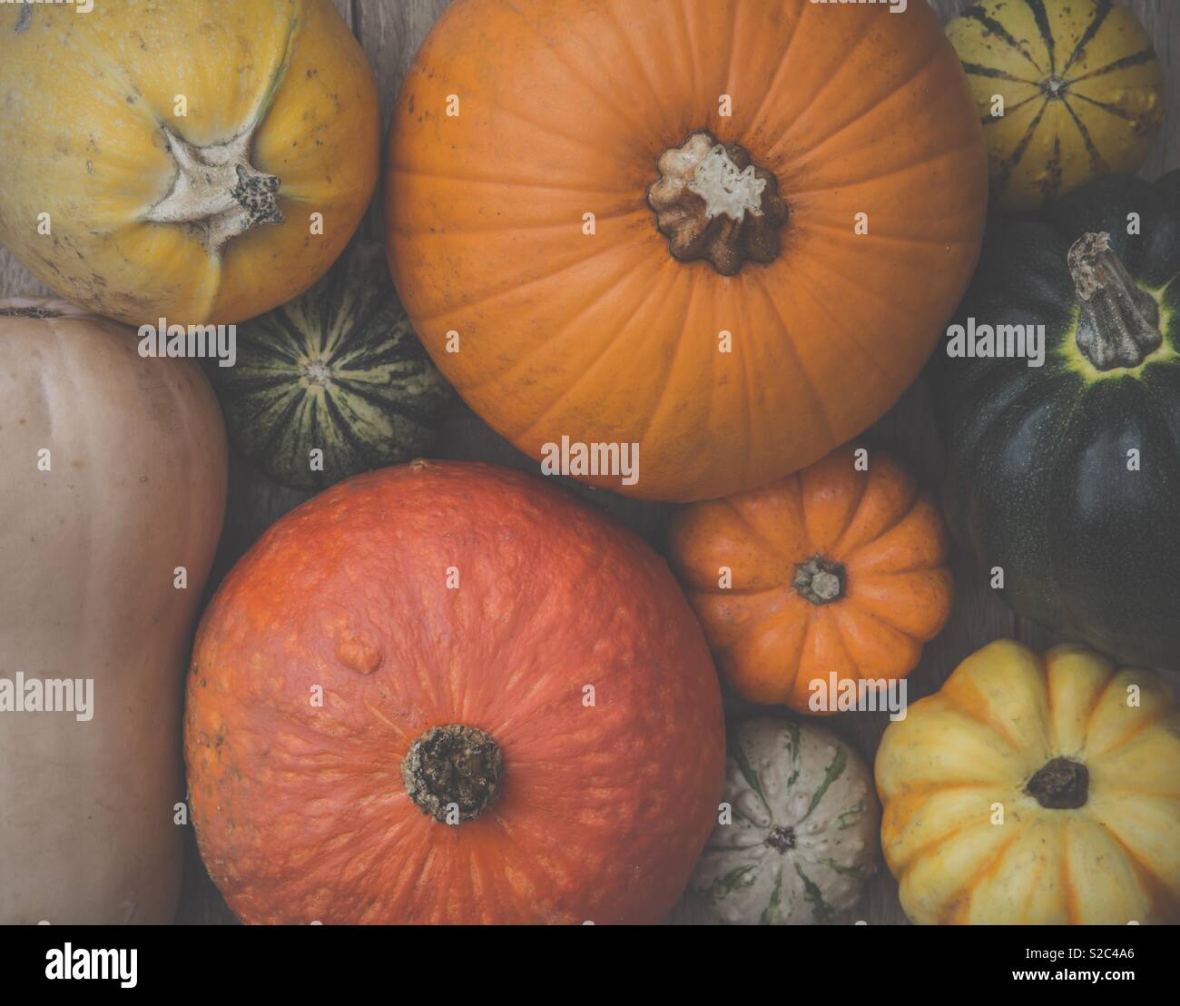 Una selección de diferentes calabazas y calabaza de invierno en un fotograma completo de alimentos imagen de fondo Foto de stock