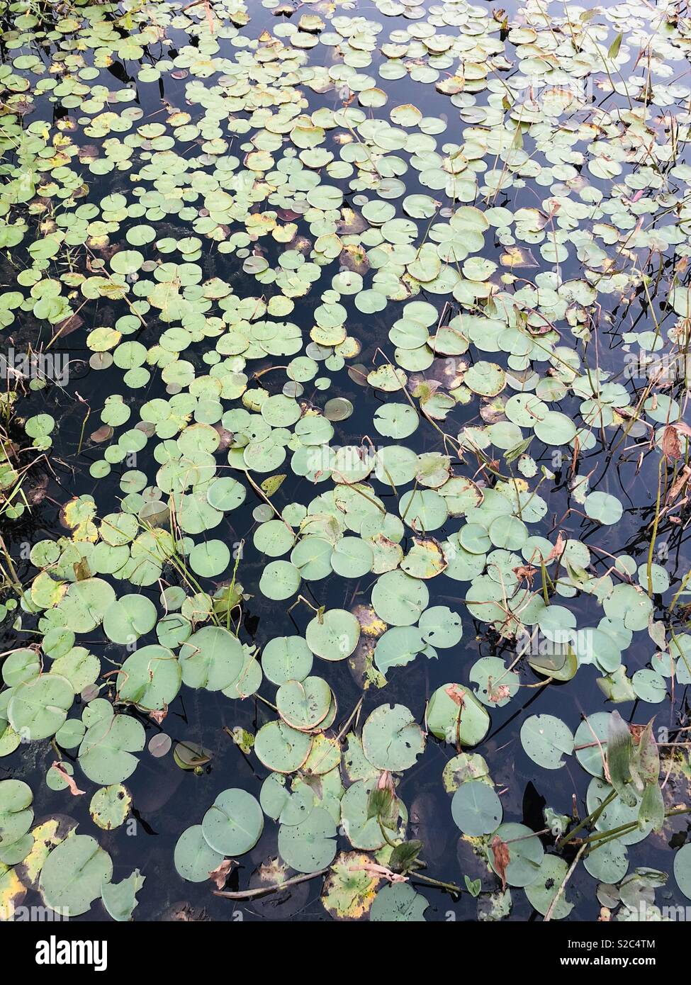 Almohadillas de Lilly en el lago Artemesia Foto de stock