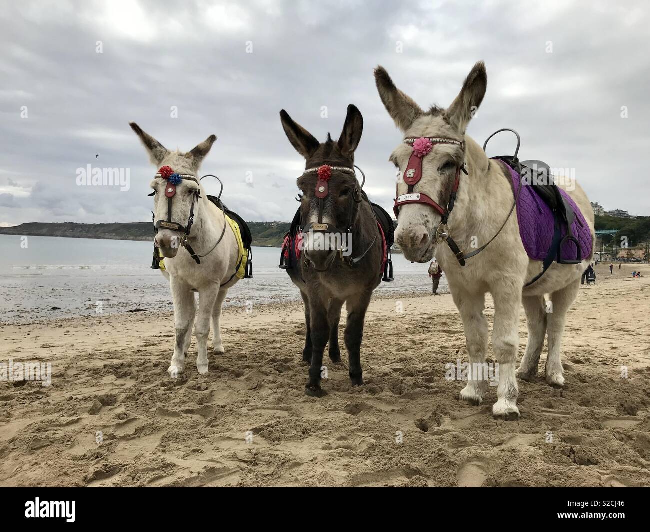 Paseos en burro en la playa Fotografía de stock Alamy