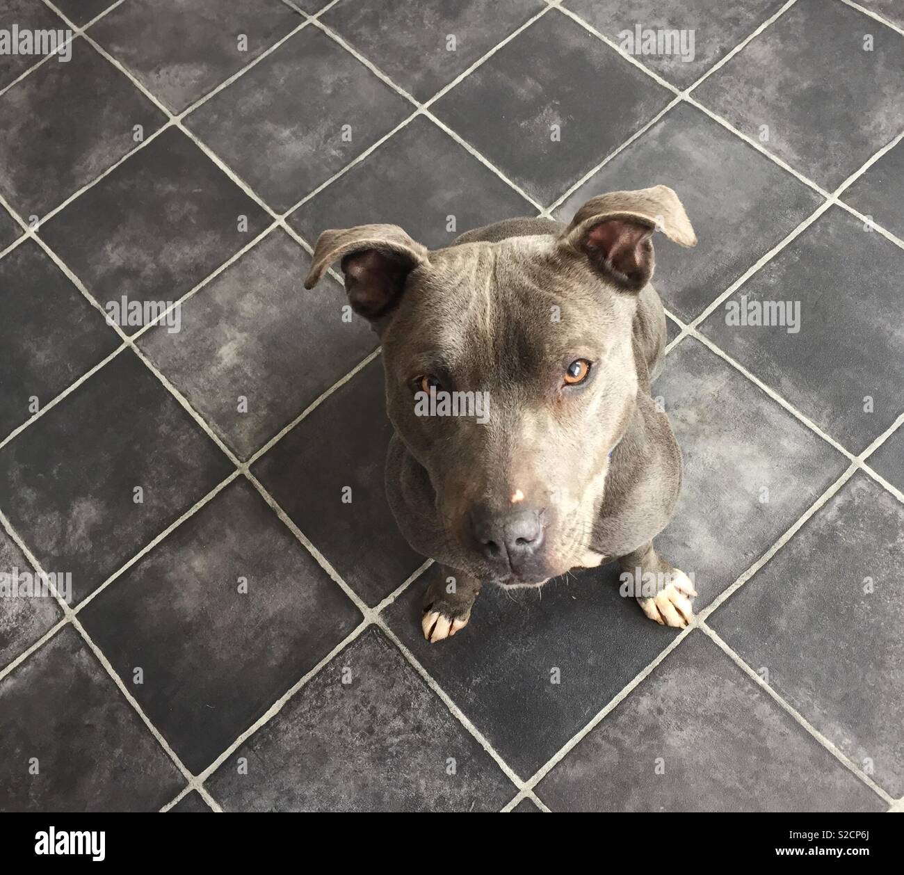 Blue Staffordshire Bull Terrier Fotos E Imagenes De Stock Alamy