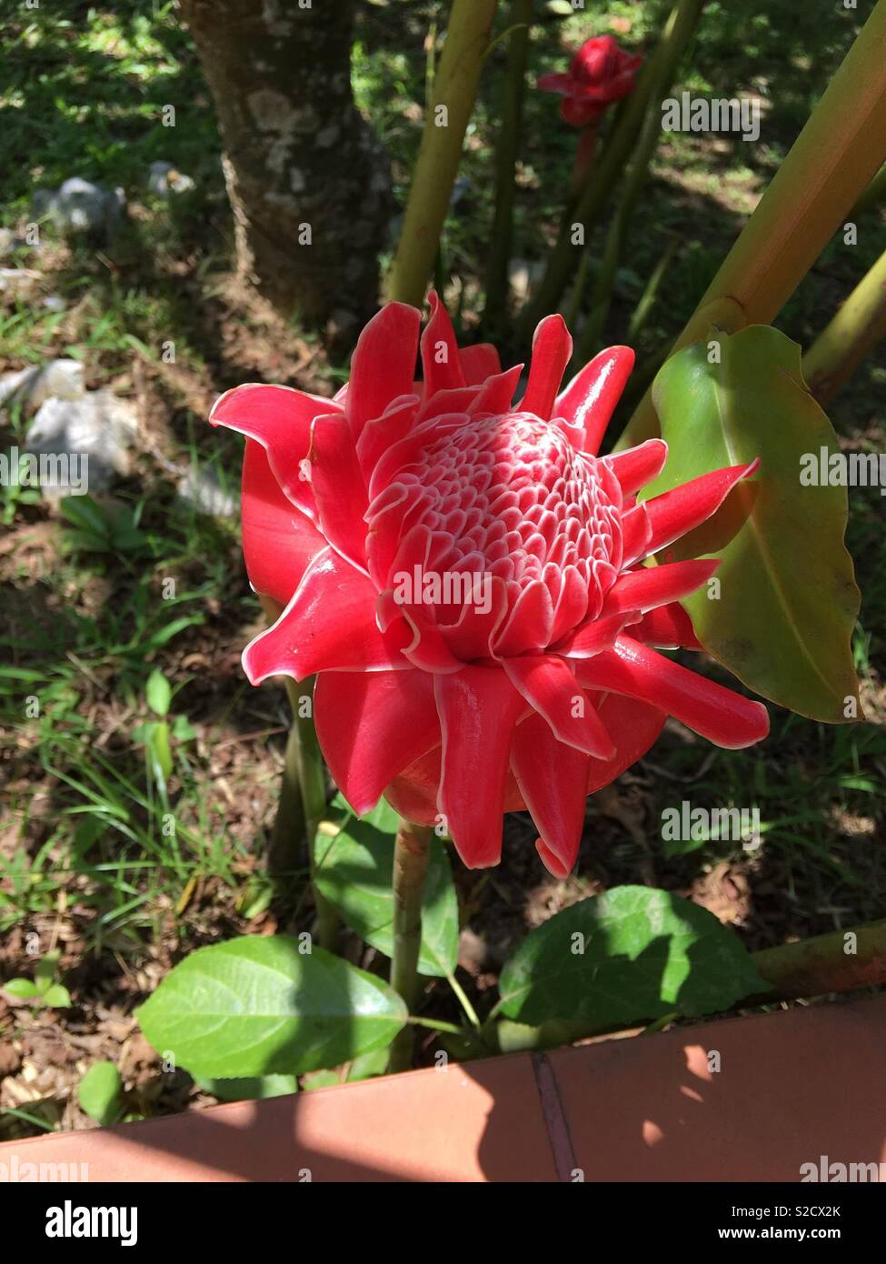 Exótica flor roja Fotografía de stock - Alamy
