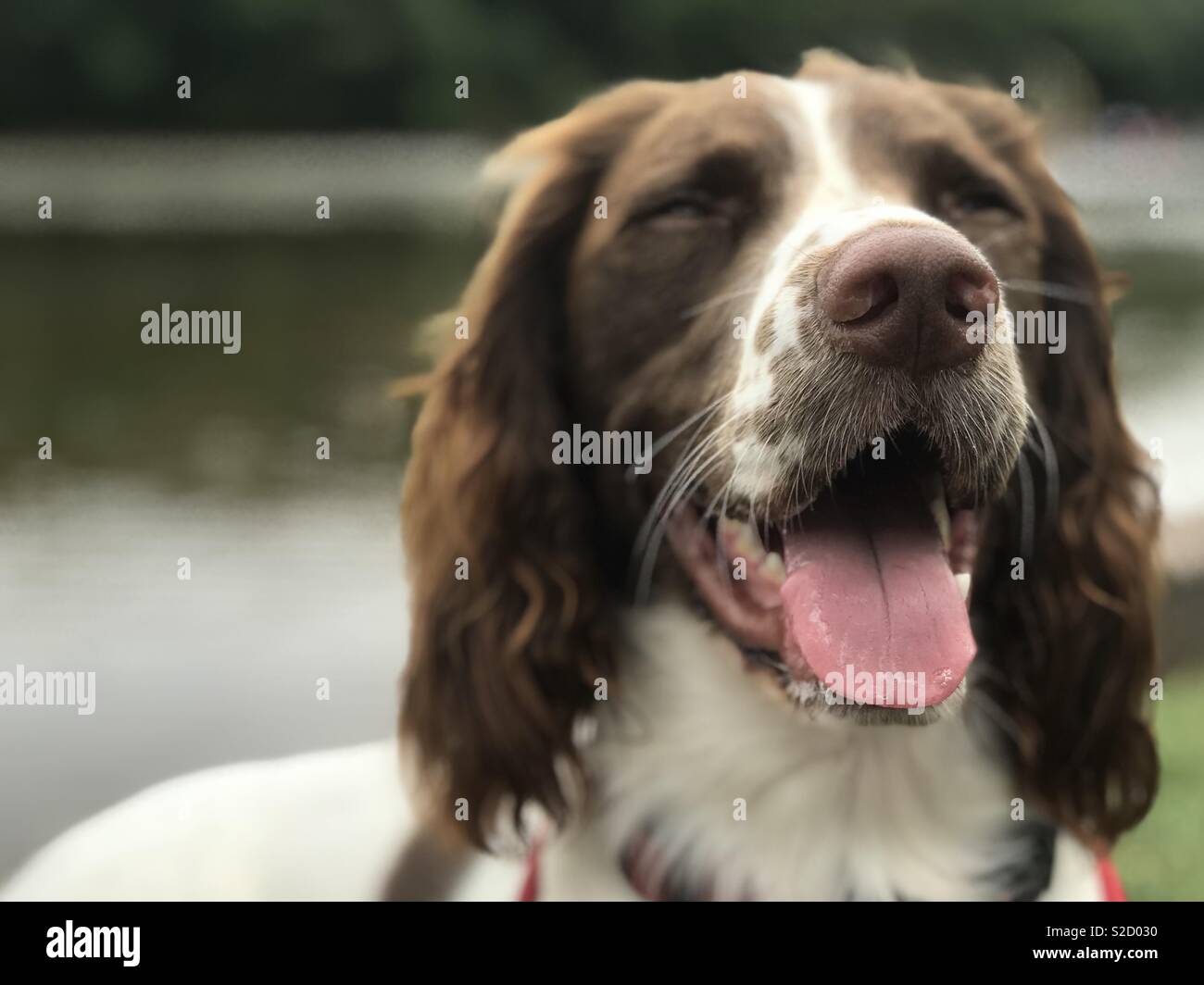 Doggy felicidad 😍 Foto de stock