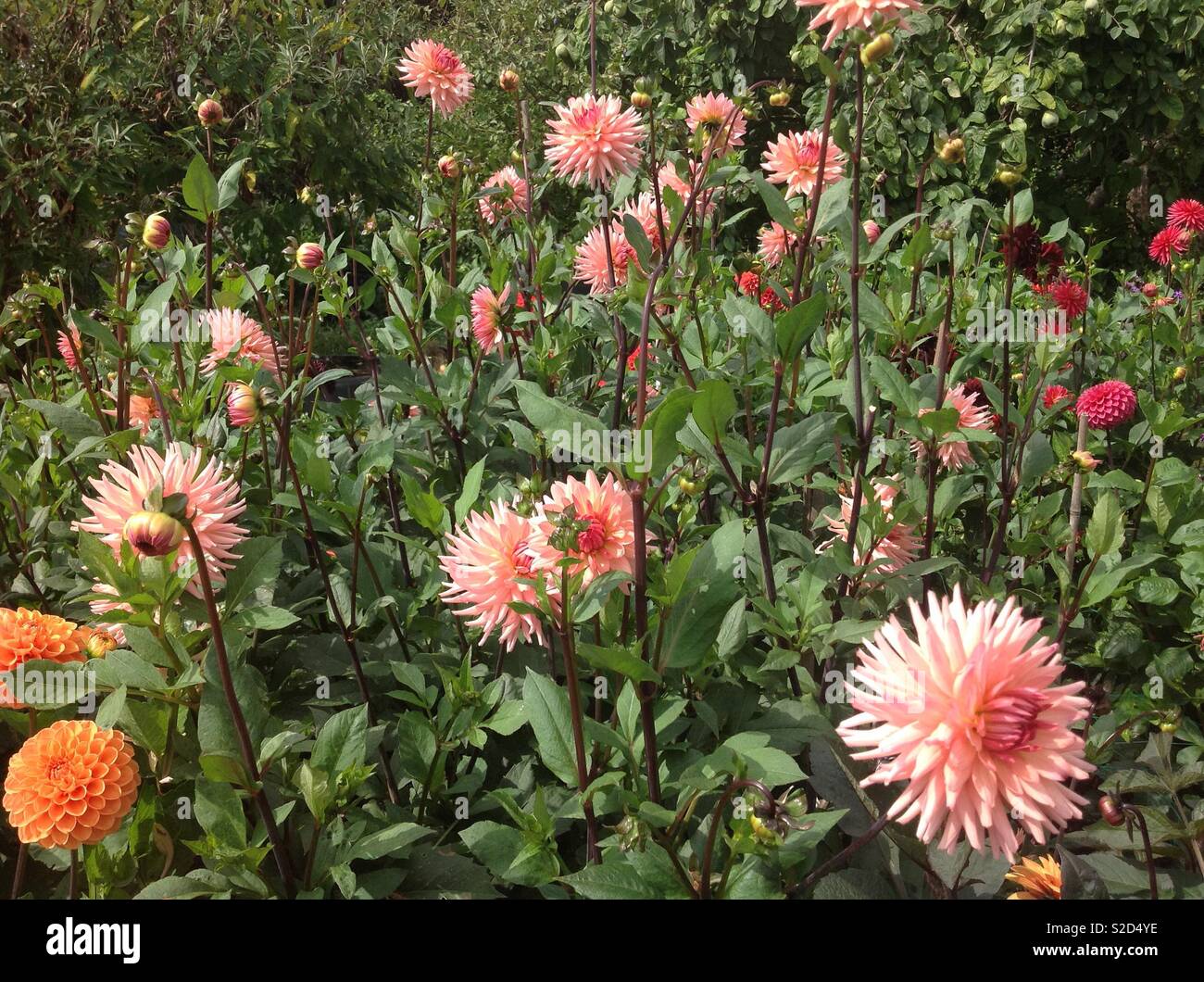 Dahlia preference fotografías e imágenes de alta resolución - Alamy