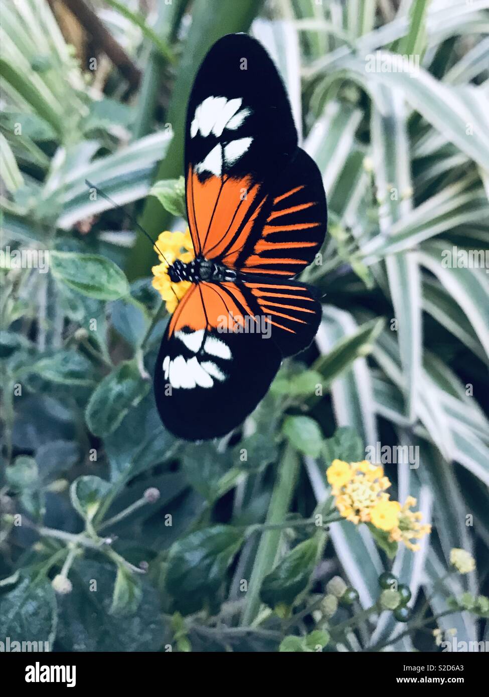 Negro, Blanco y naranja mariposa sobre una flor amarilla Foto de stock