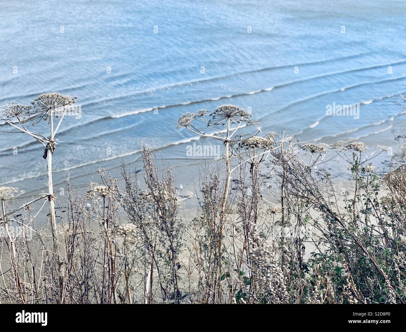 Las malezas que crecen en la costa de la playa de Portobello en Edimburgo Foto de stock