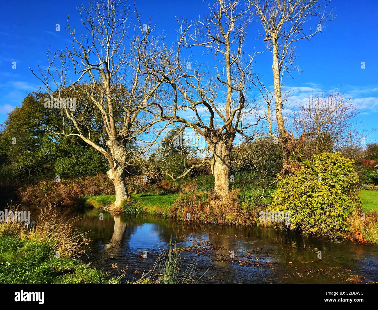 Tres viejos árboles sin hojas junto a un río en otoño en un día soleado con el cielo azul Foto de stock