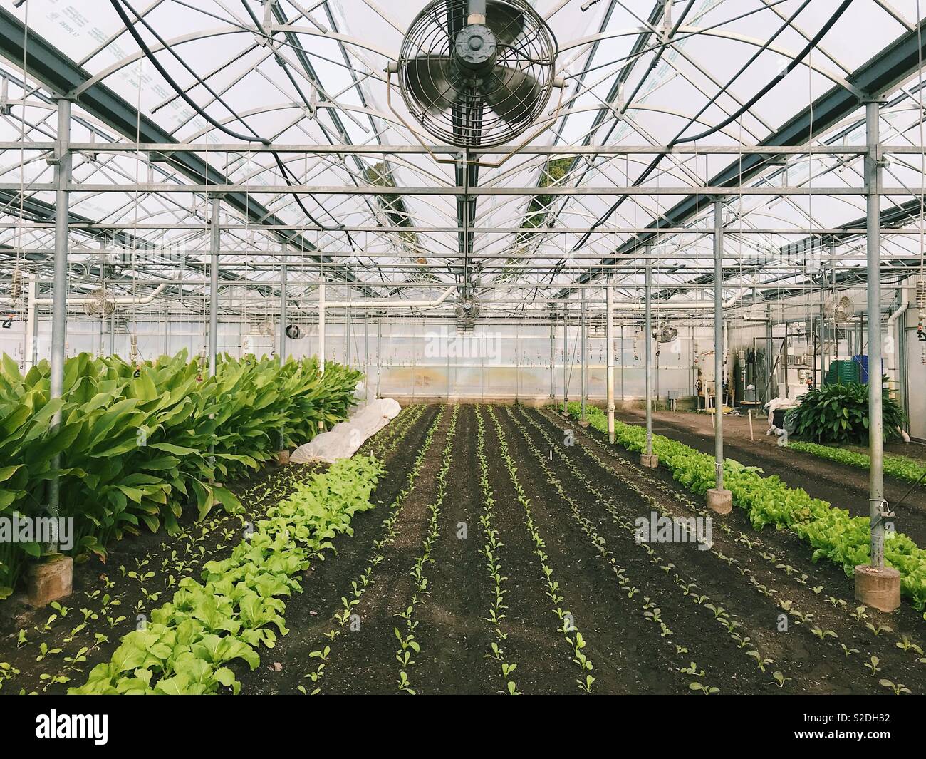 Un invernadero crecen productos orgánicos en Stone Barns Center para la alimentación y la agricultura en Nueva York, Estados Unidos. Foto de stock