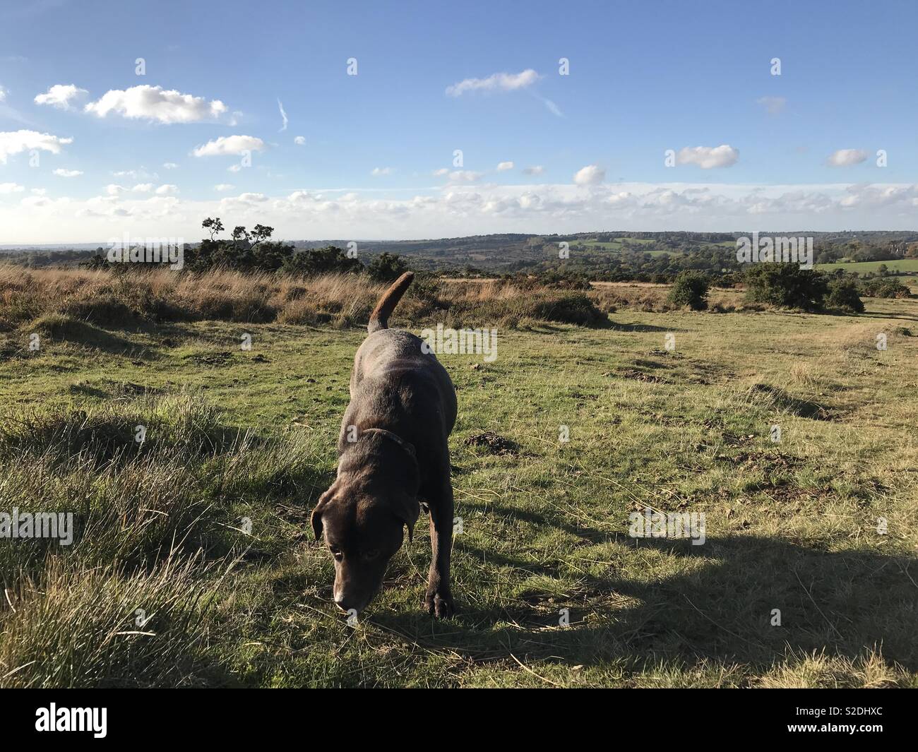 Perro Labrador marrón en sol en brezales Foto de stock