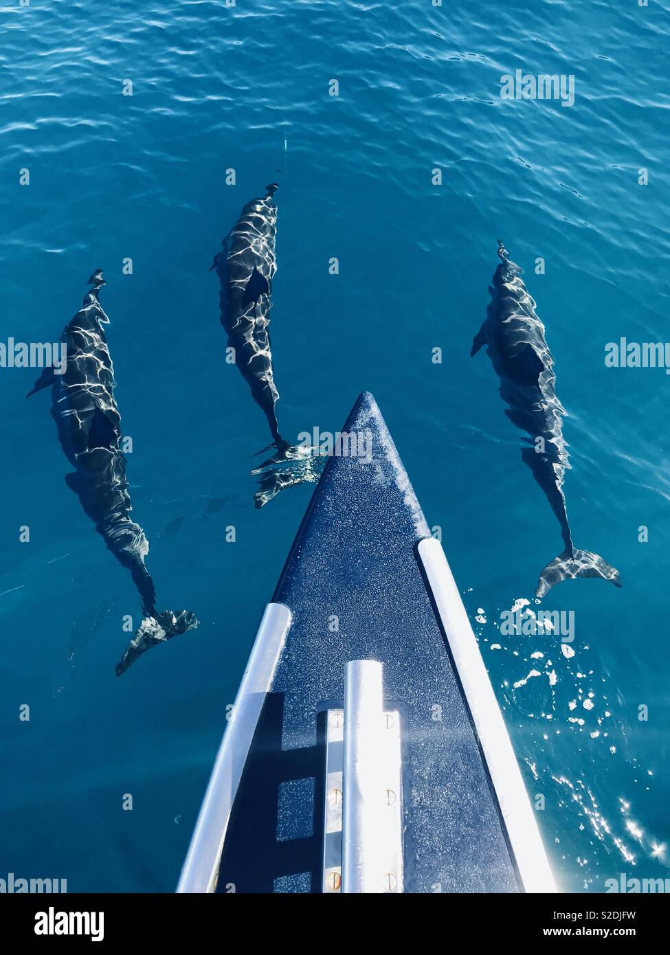 Tres delfines nadar fuera un barco catamarán. Kauai, Hawaii, USA. Foto de stock