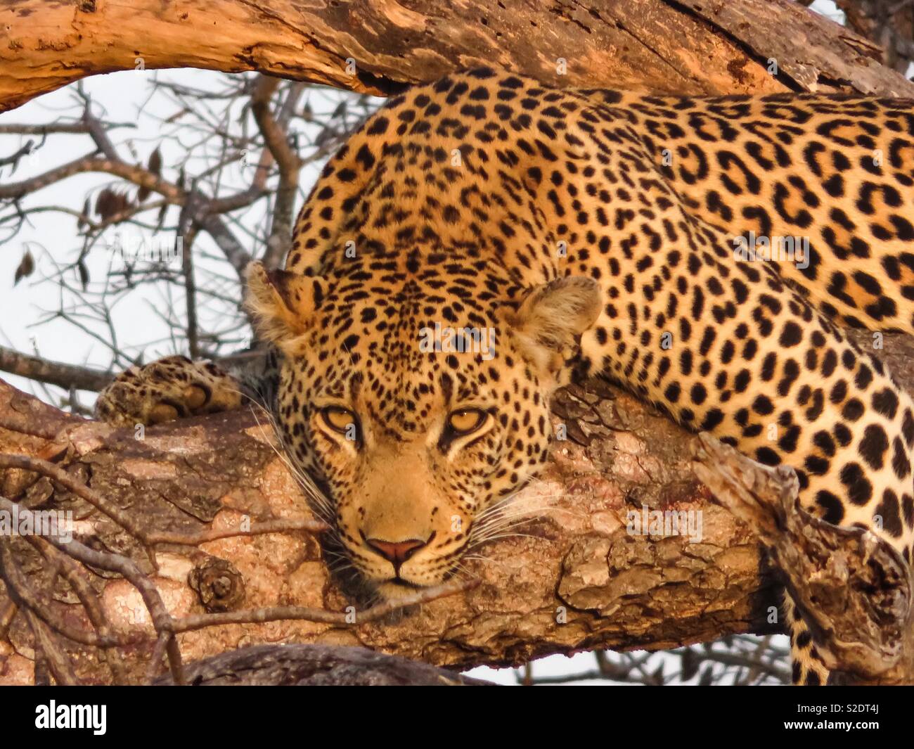Leopard chillin en el árbol Foto de stock