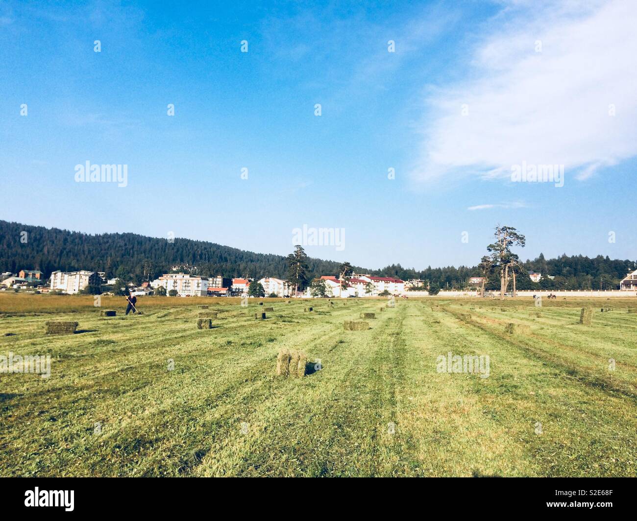 Hierba verde Foto de stock