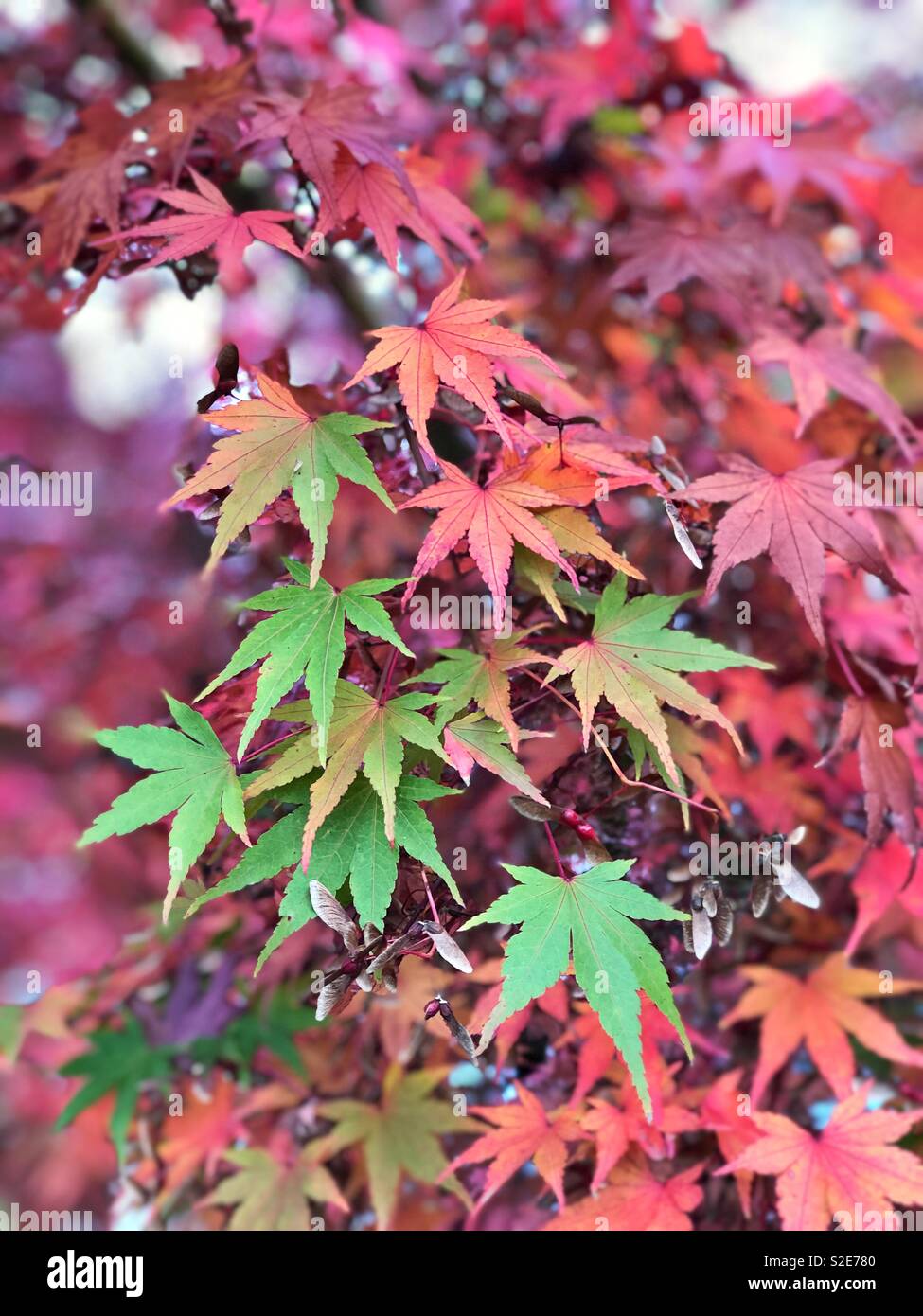 Las hojas cambian de color en un árbol de arce japonés Fotografía de stock  - Alamy