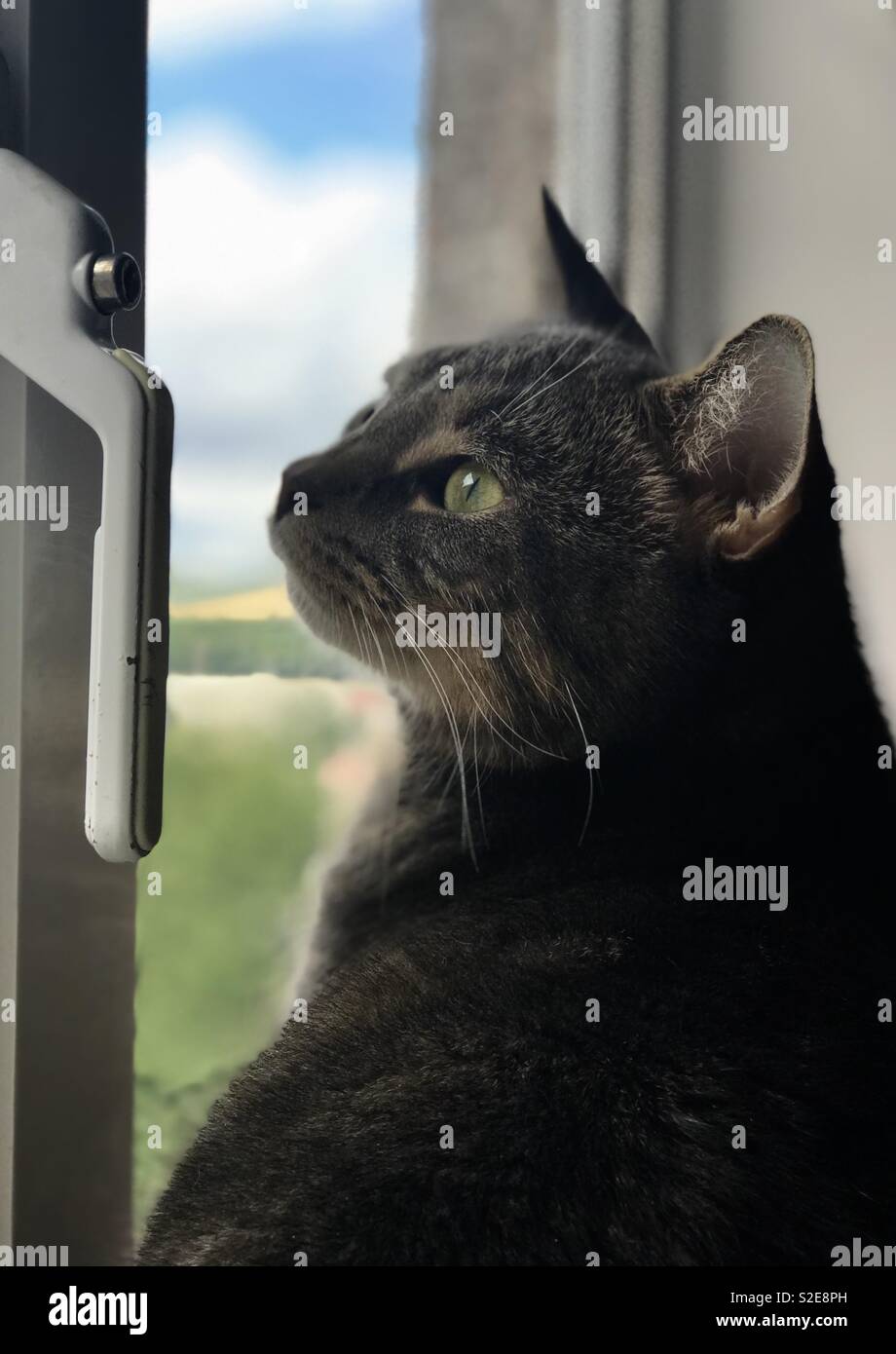 Gato mirando por la ventana Foto de stock