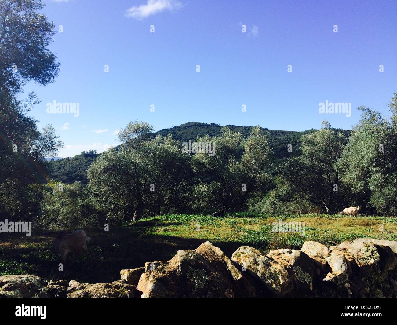 Escena típica de montaña o campo de ovejas y cabras que pastan en pastos de montaña o zona montañosa en las montañas Sierra de Aracena en Andalucia España Foto de stock