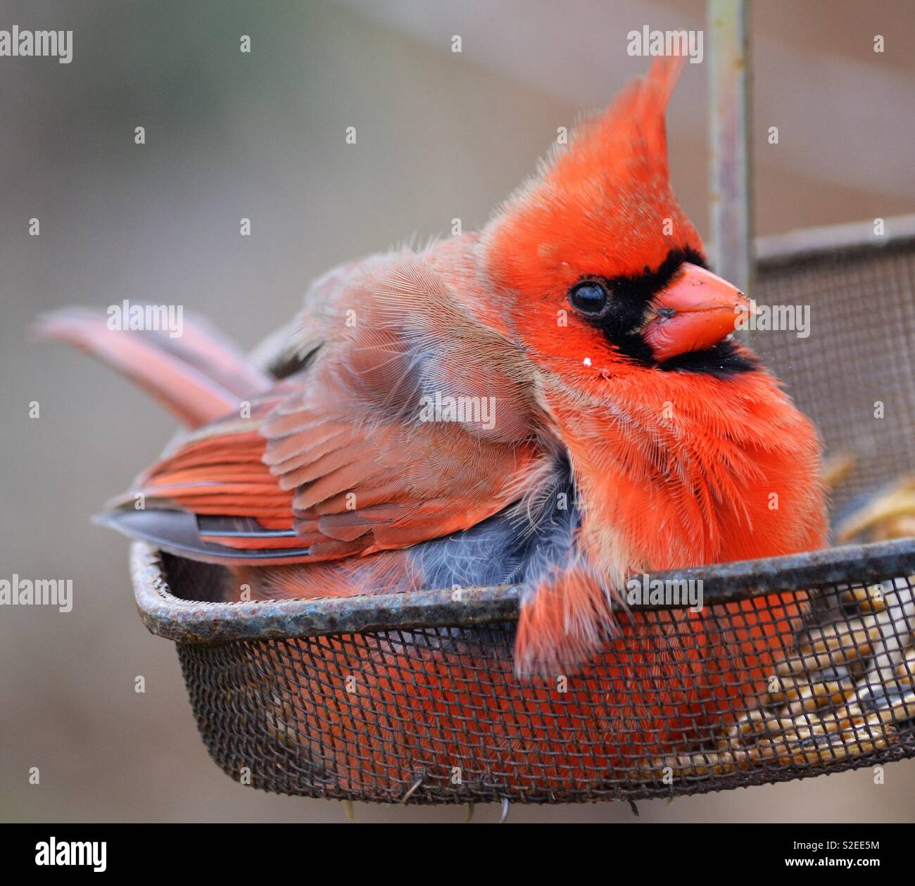 El cardenal sentado en el comedero para pájaros Foto de stock