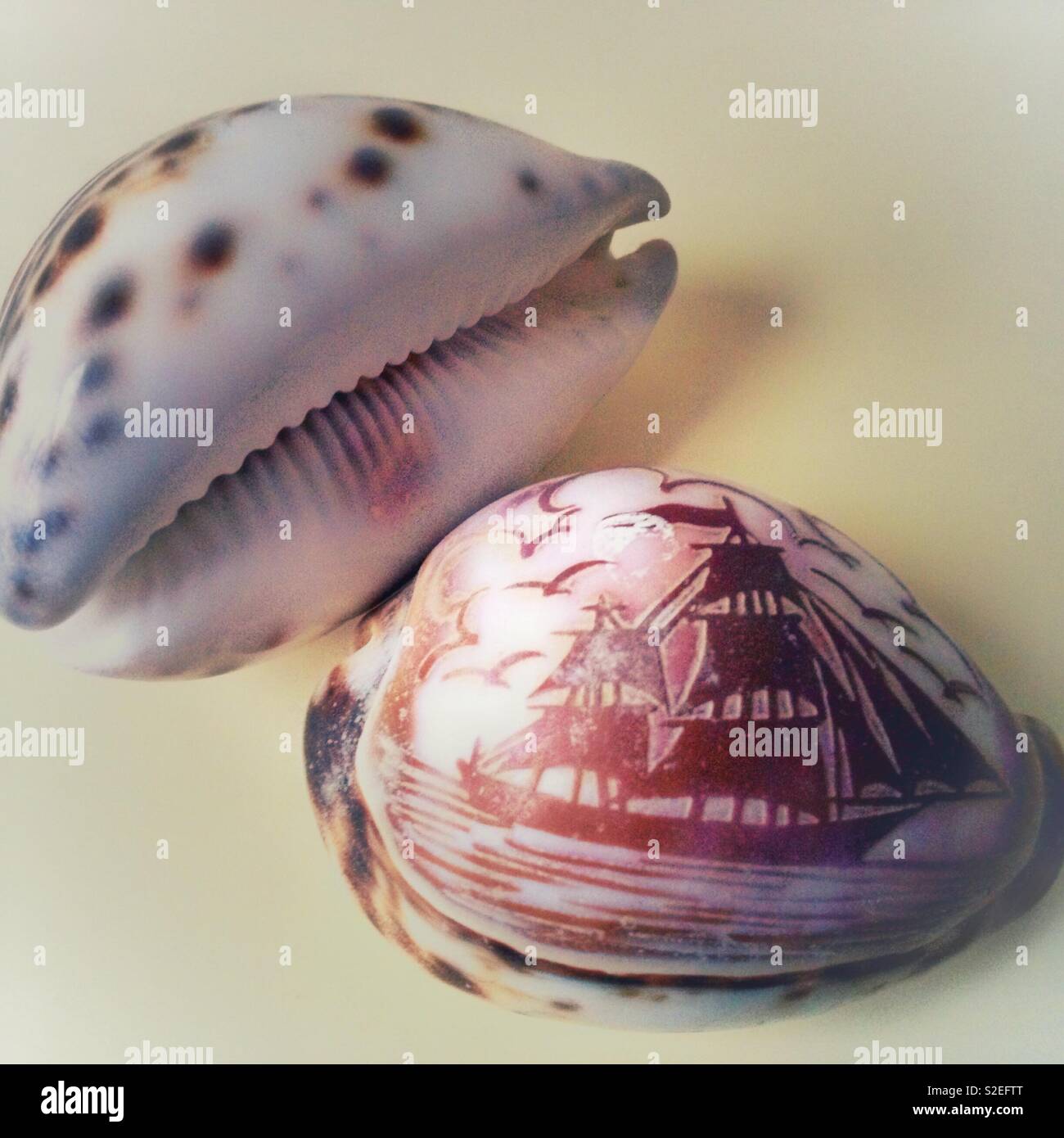 Cowrie Shells Fotos E Imágenes De Stock Alamy 4424